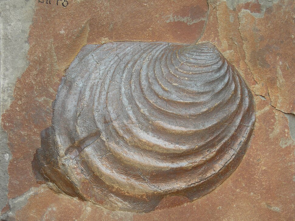 Muschelfossil