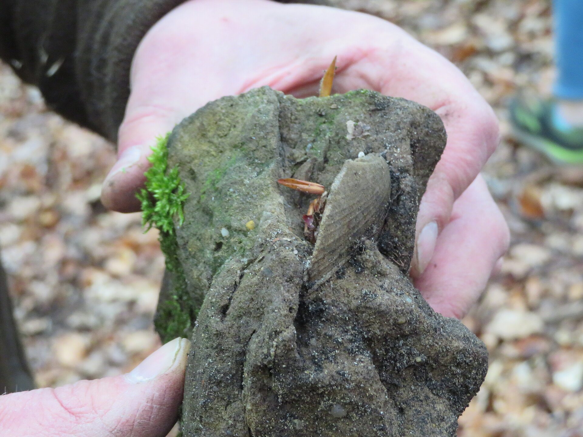 Muschelfossilen in grauem Sandstein