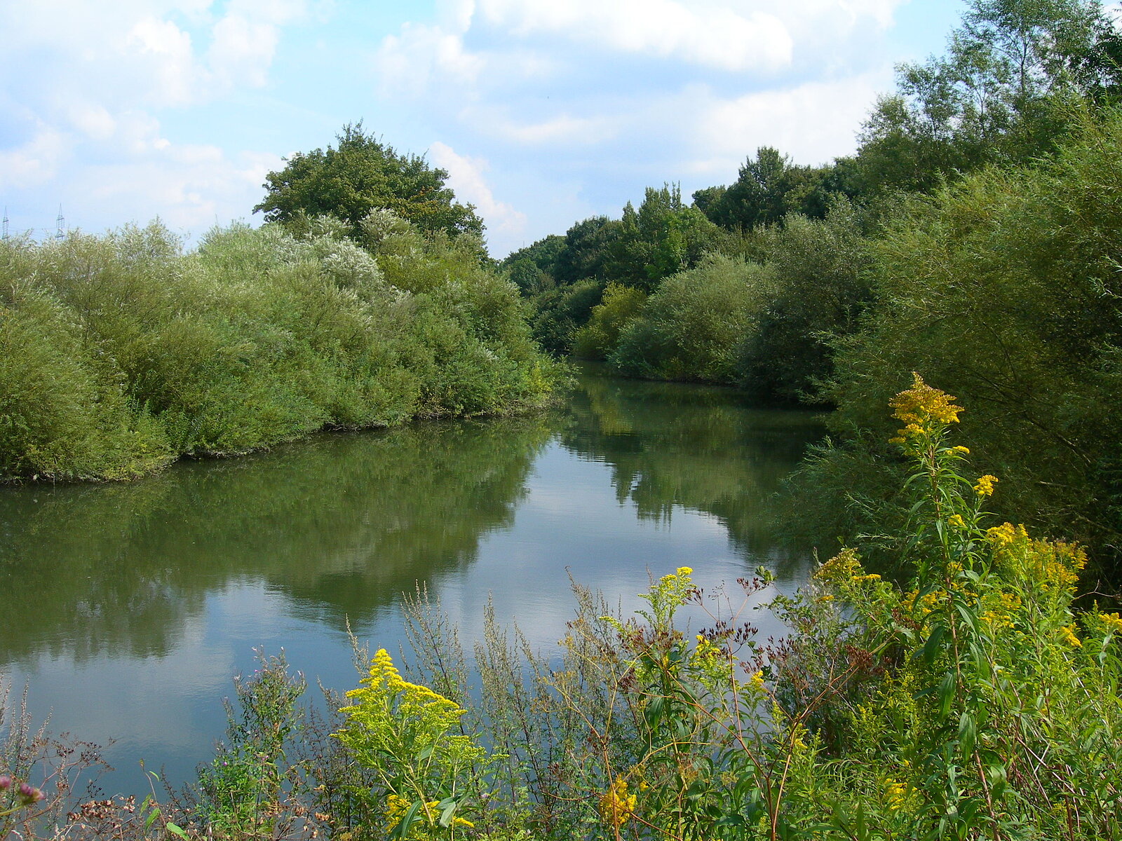 Fluss mit naturnaher Ufervegetation im Sommer