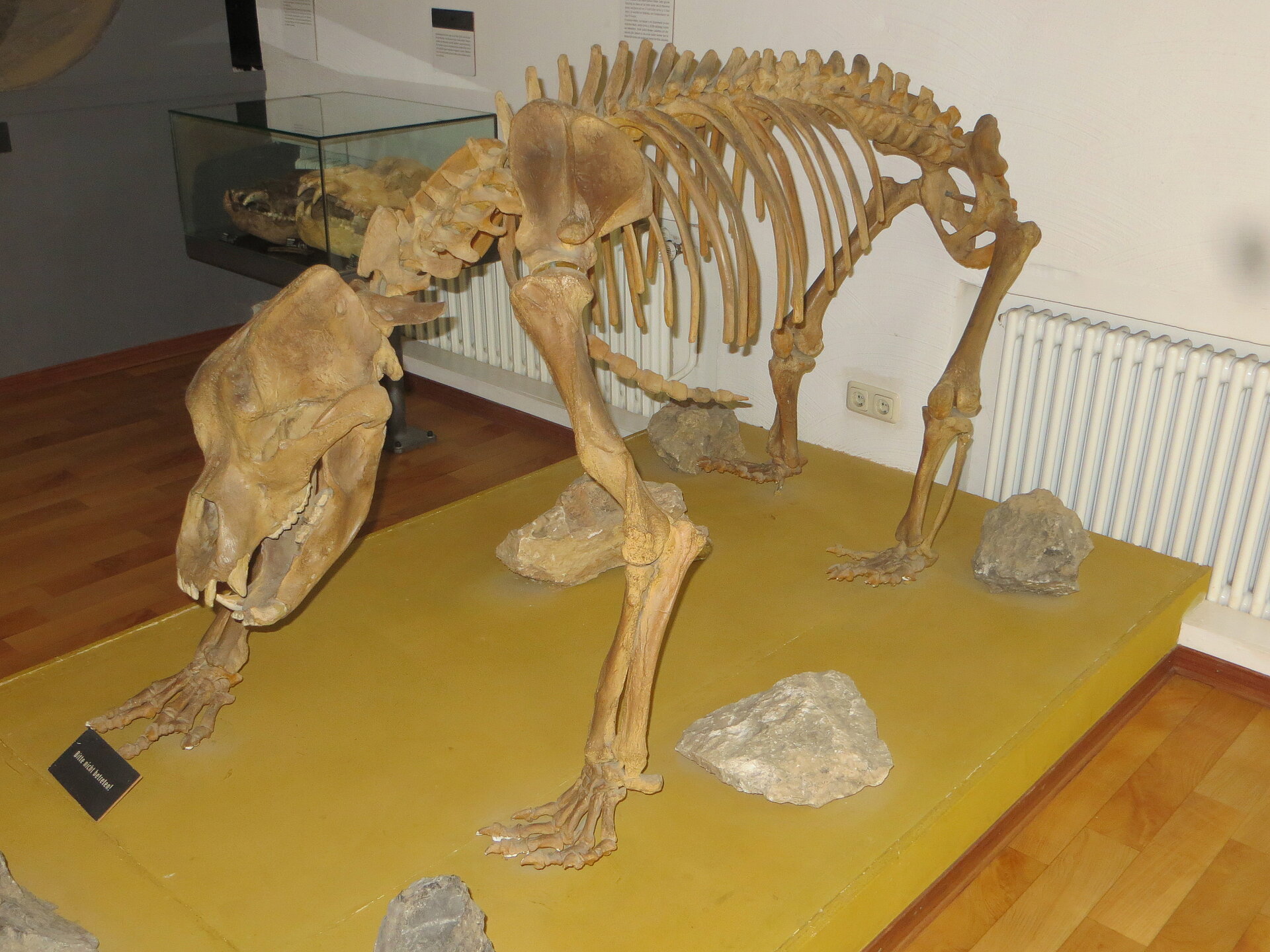 Vollständiges Skelett eines erwachsenen Höhlenbären