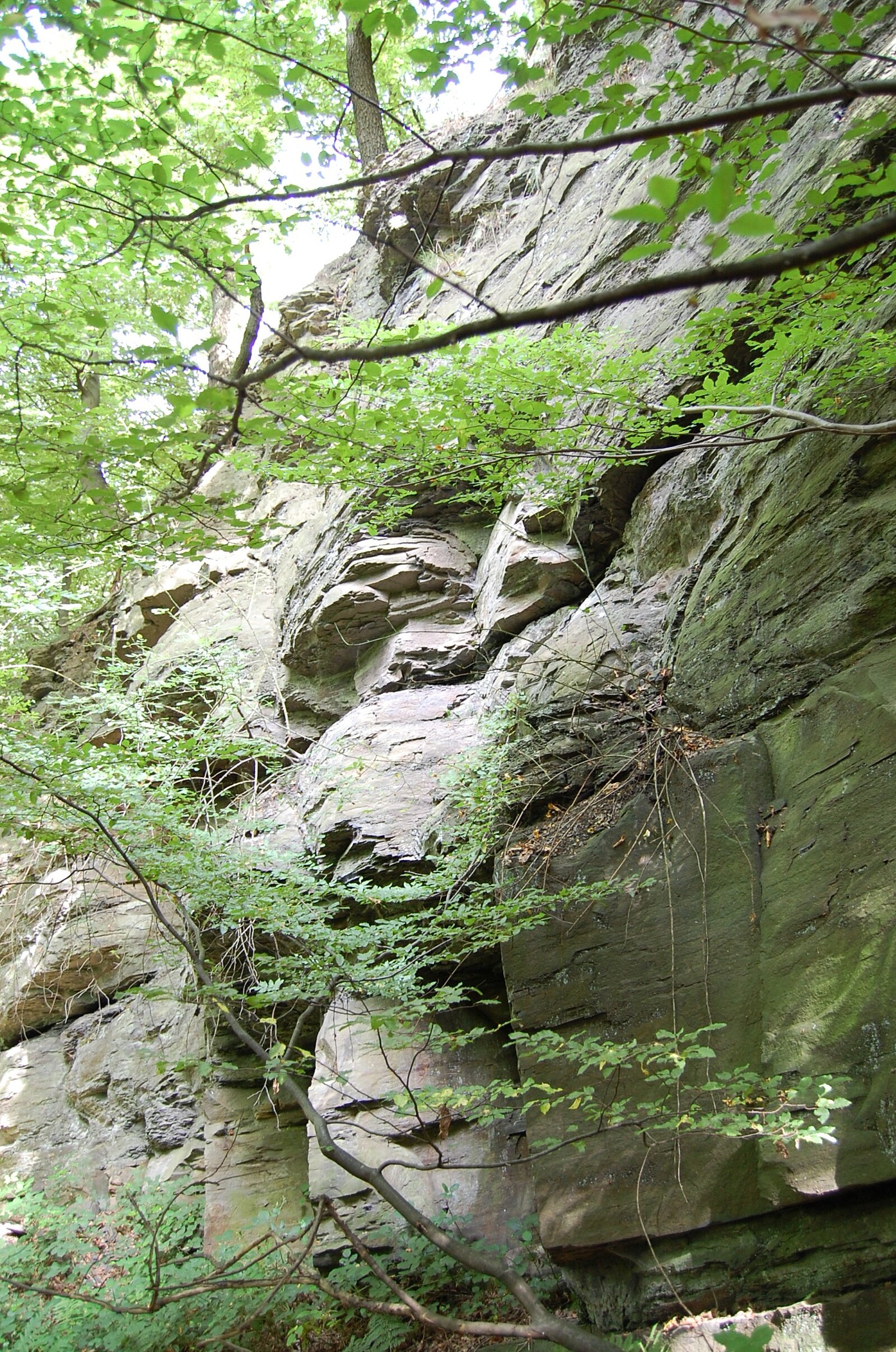 Felswand mit Sommerbäumen