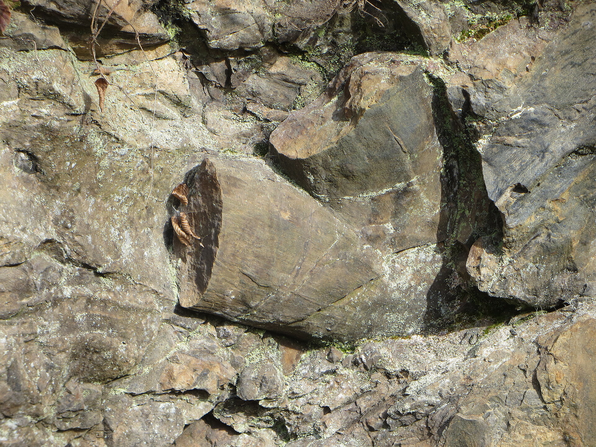 Vollformen von Baumstümpfen in Felswand