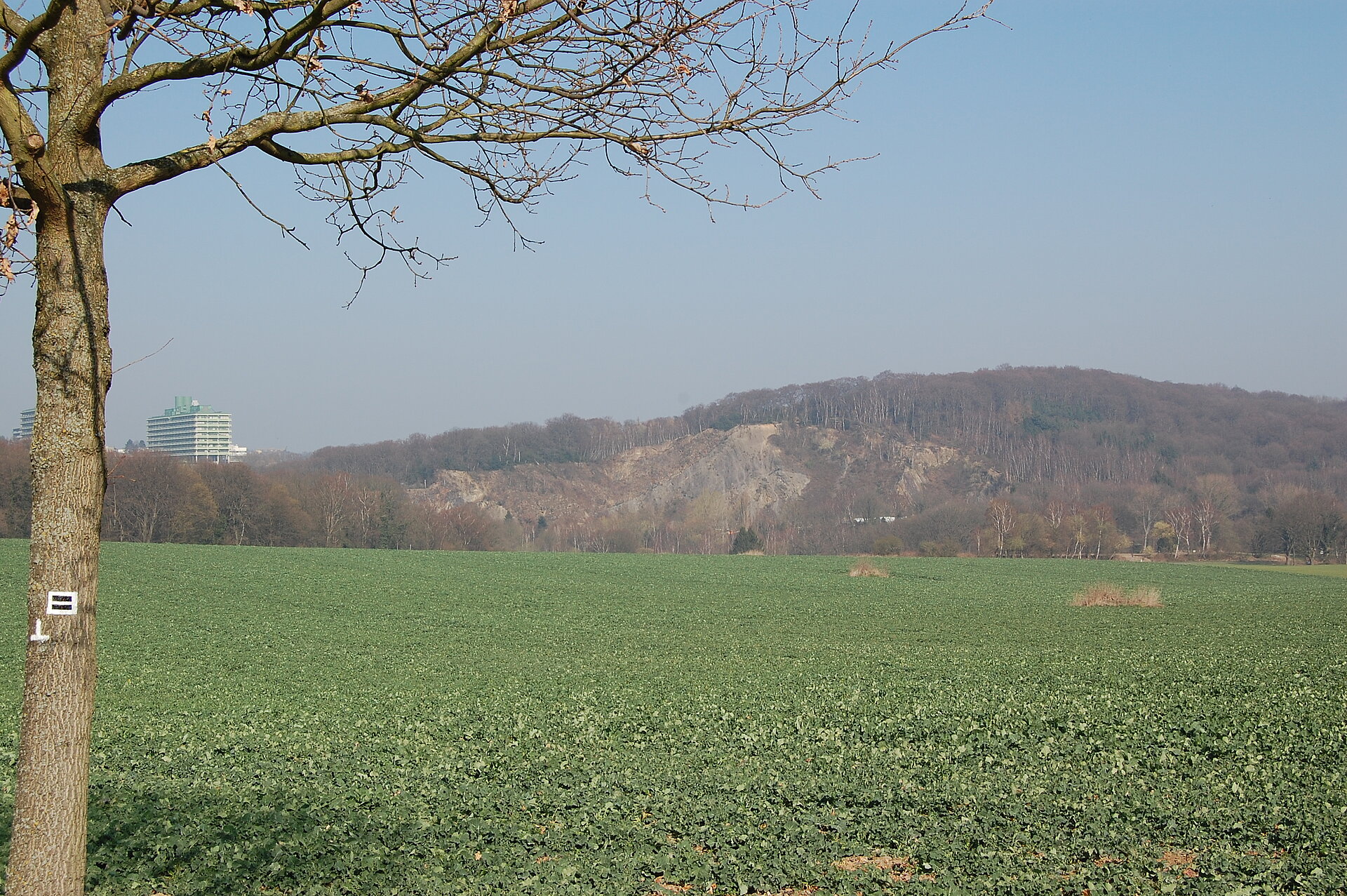 Feld mit Baum und Steinbruch im Hintergrund