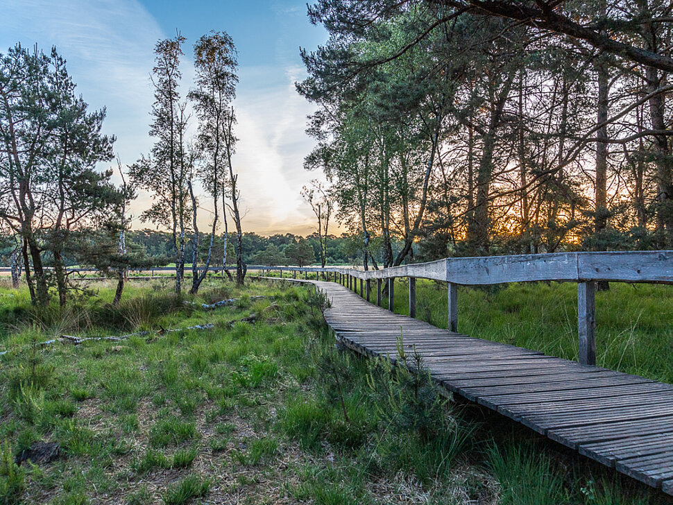 Bohlenweg im Moor 