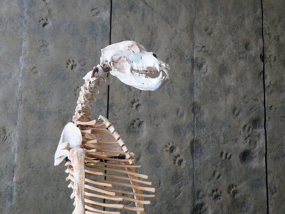 Skelett vor Wand mit Fußabdrücken