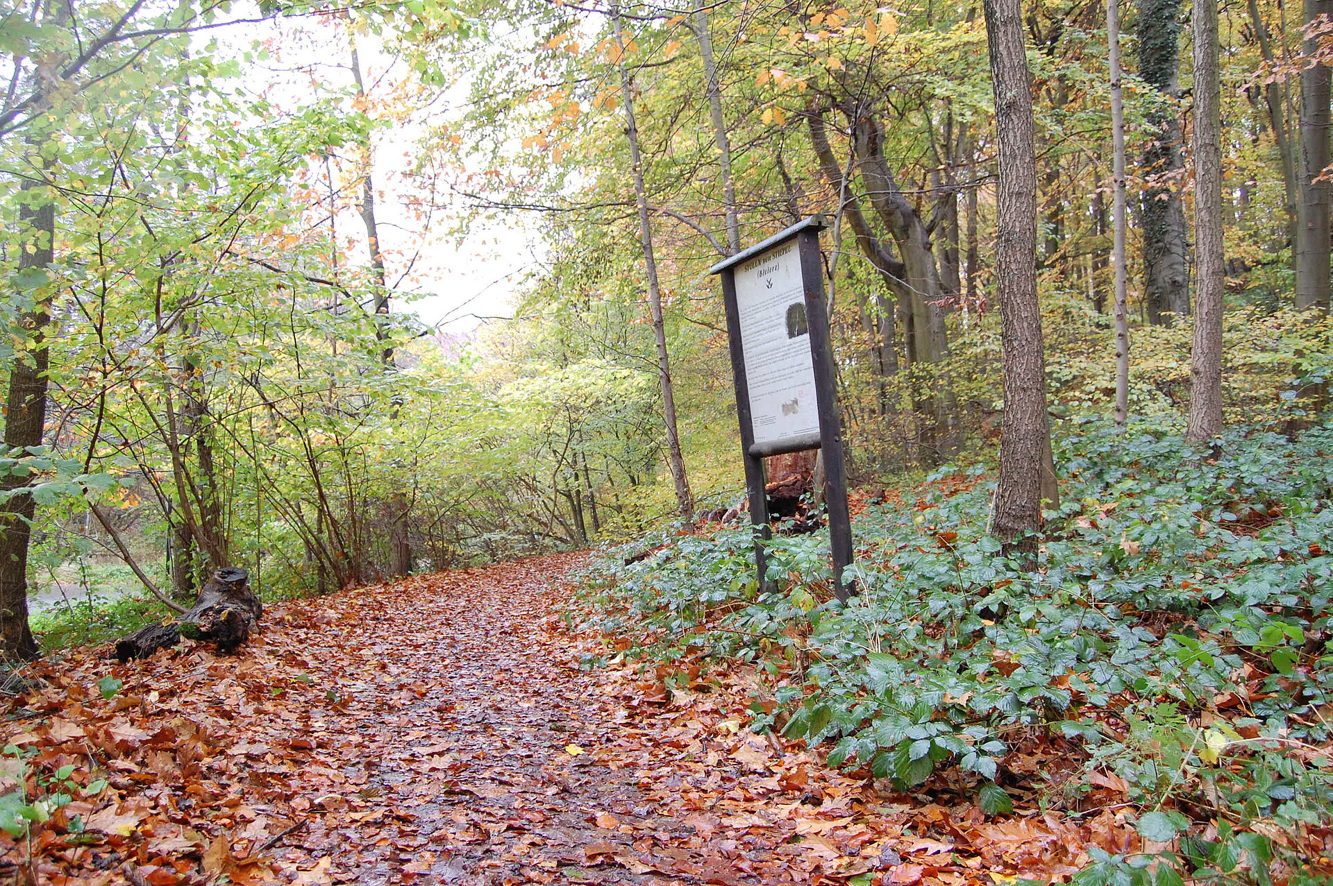 Infotafel in Waldlandschaft