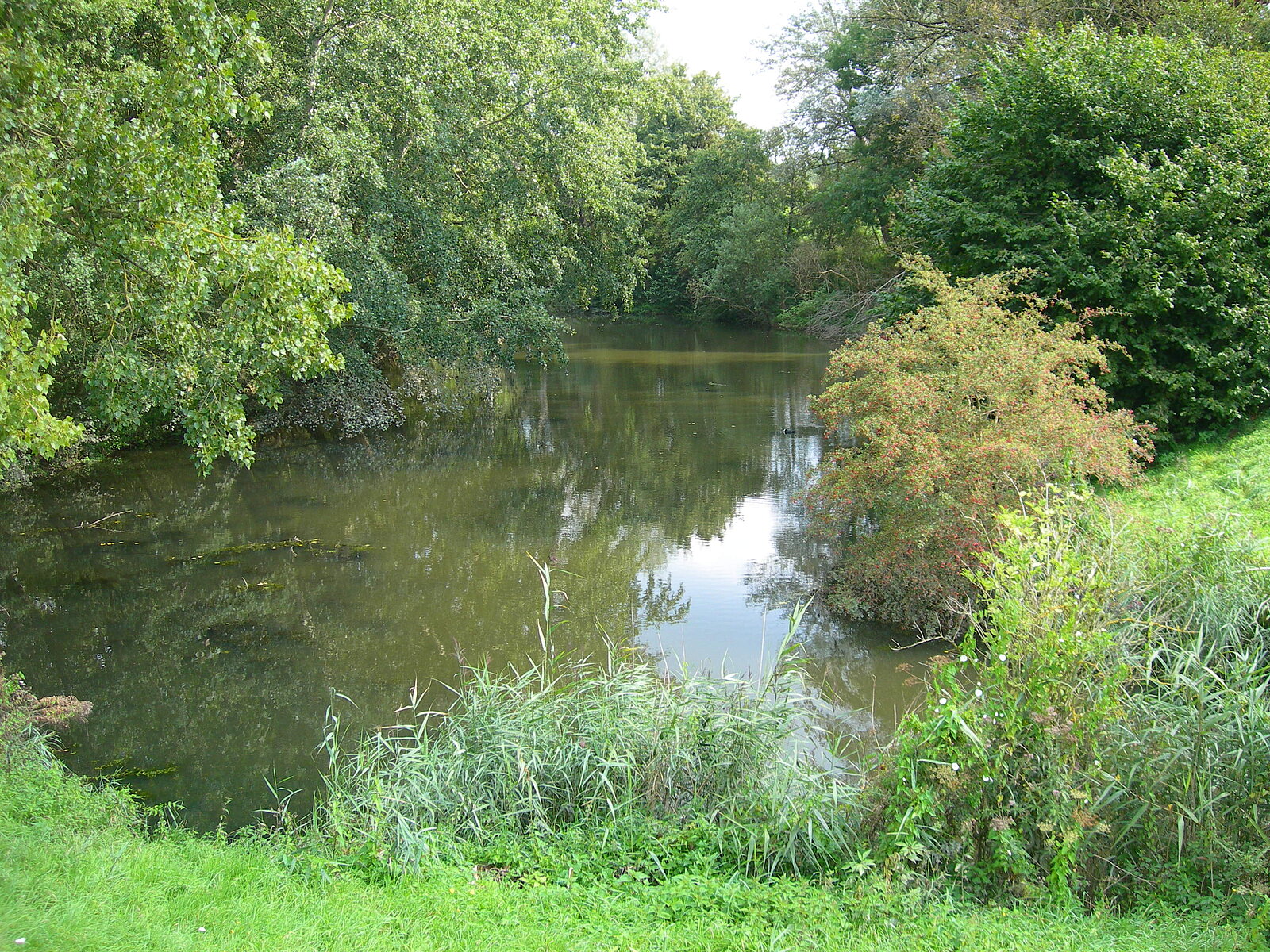 Naturnaher Teich