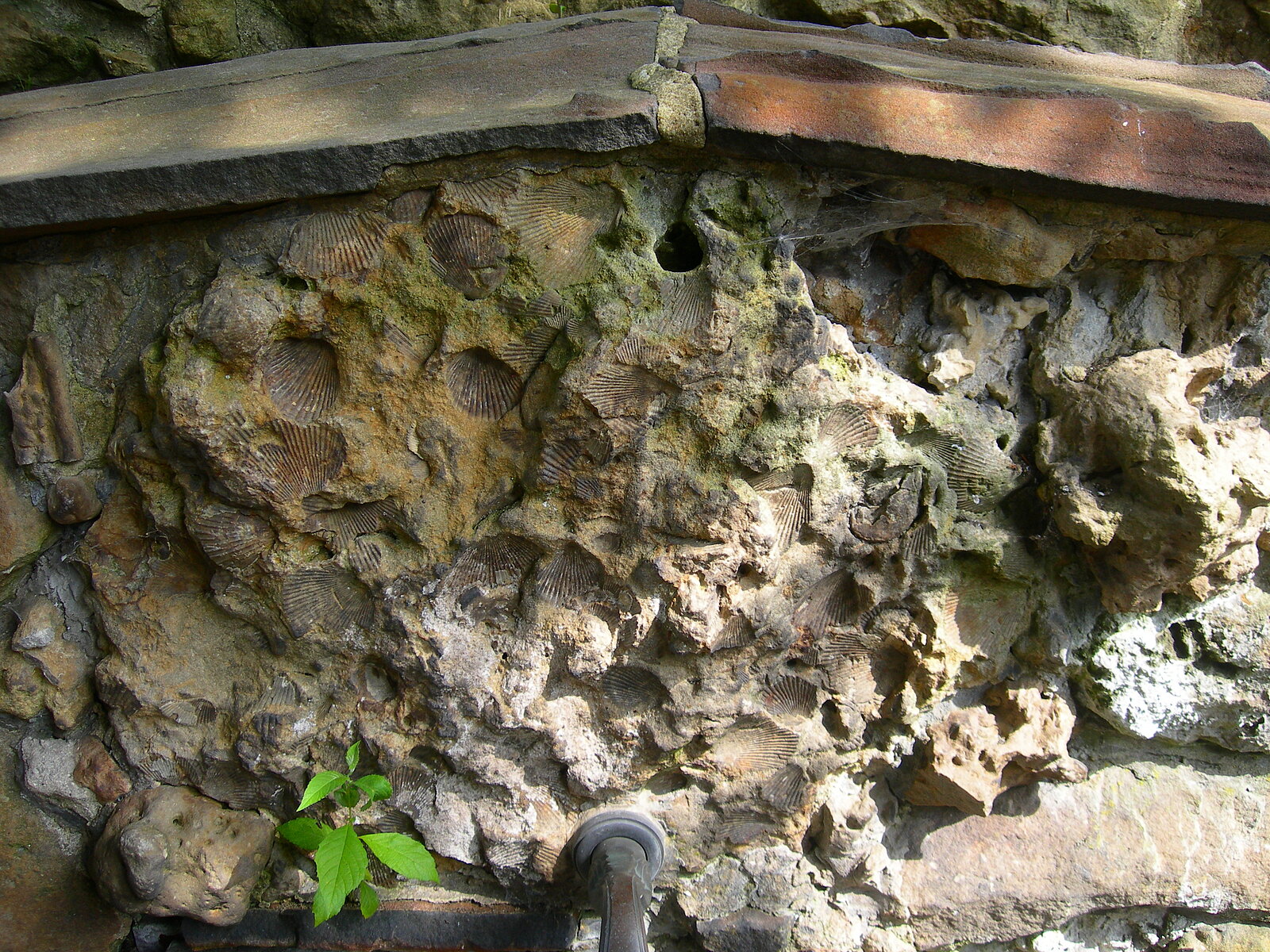 Natursteinwand an Brunnen mit Muschelabdrücken.