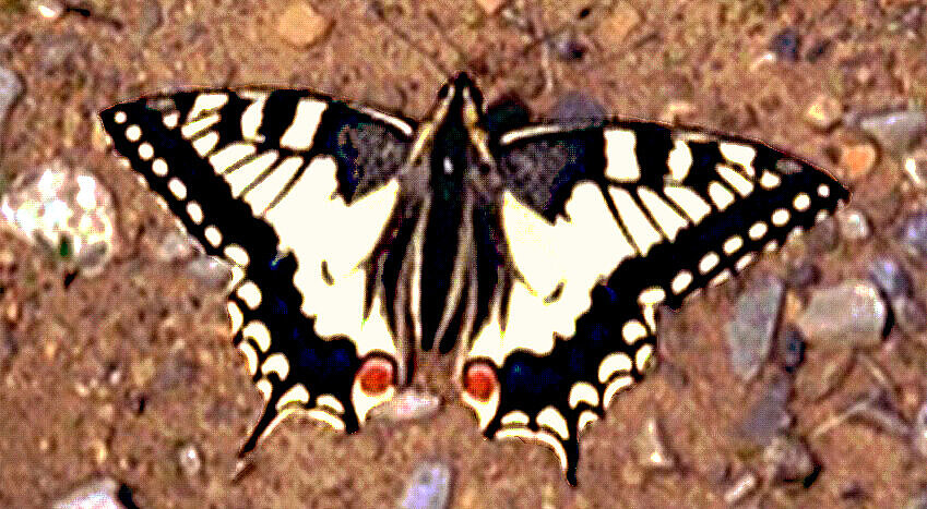 Schmetterling