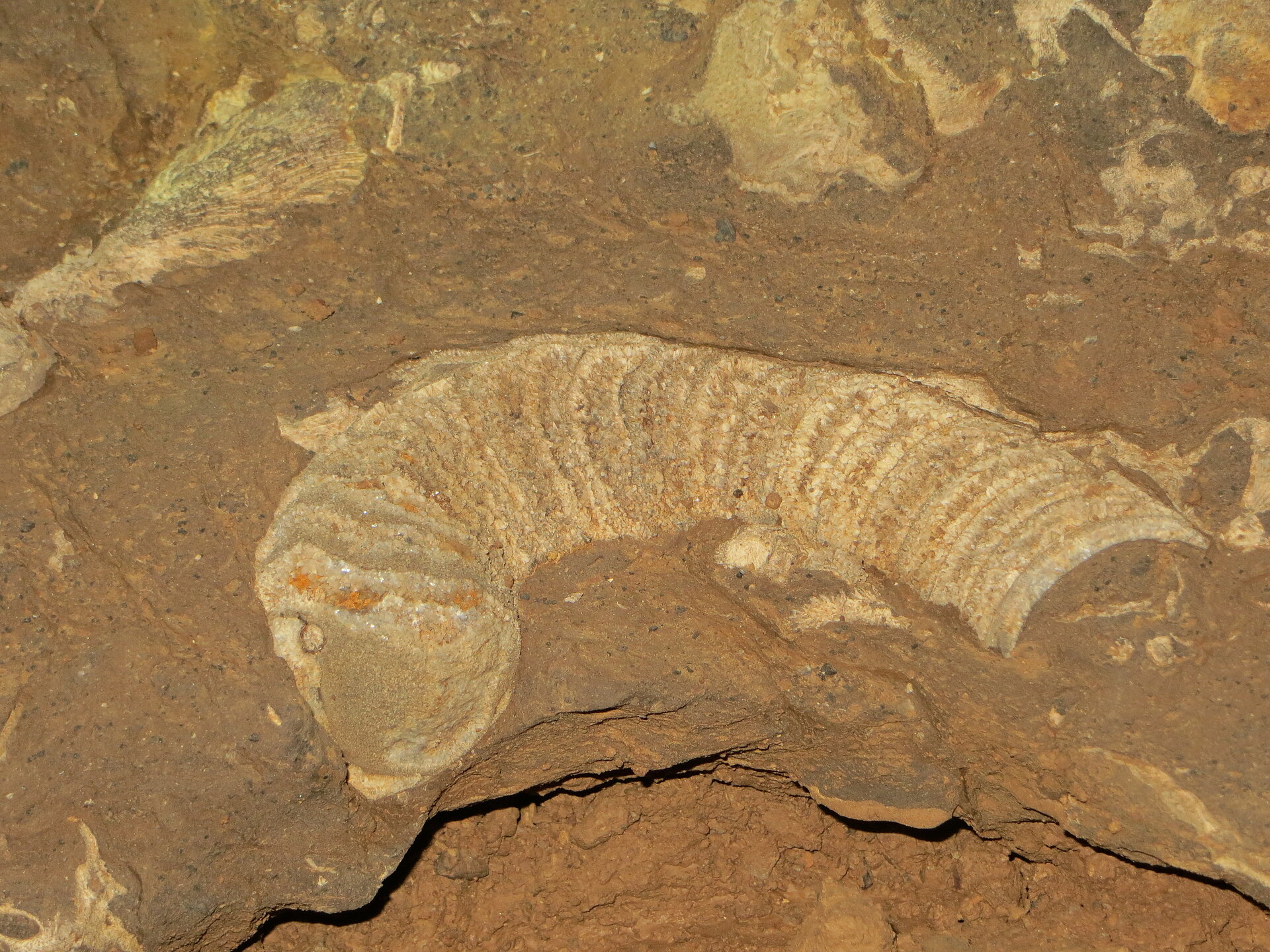 Nautilidenfossil an Höhlenwand