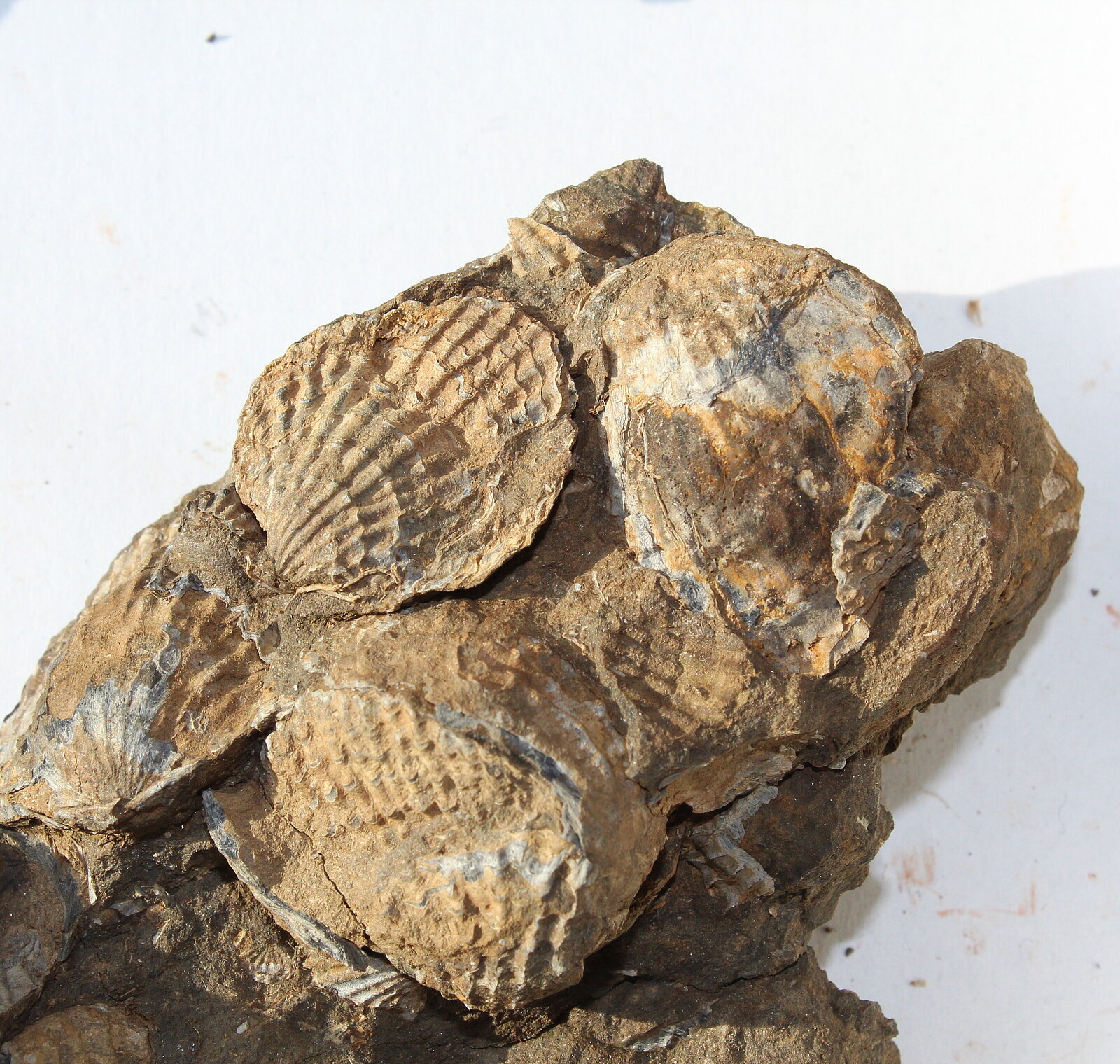 Muschelähnliche Fossilien