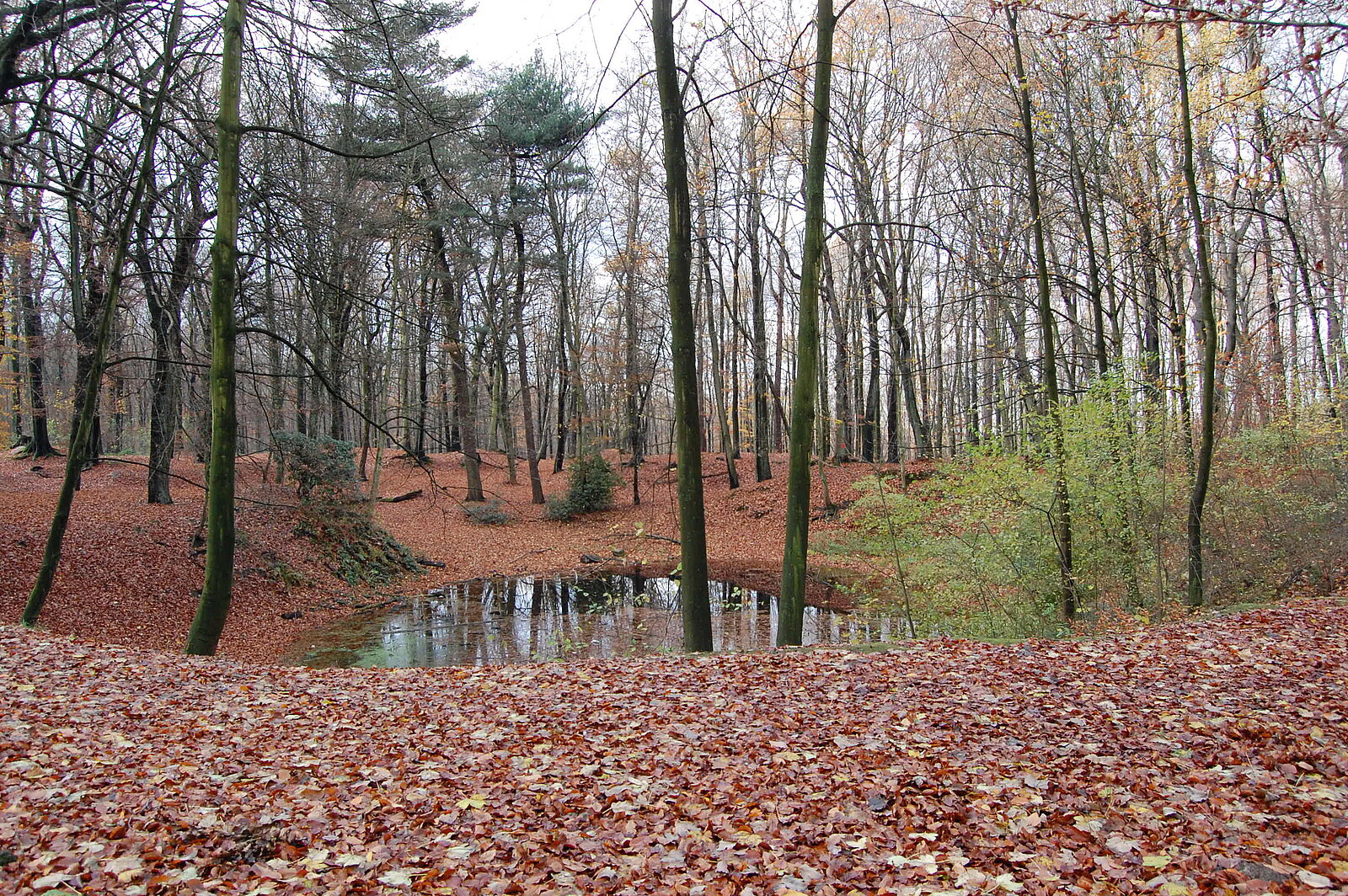 Kleiner Teich in winterlichem Wald