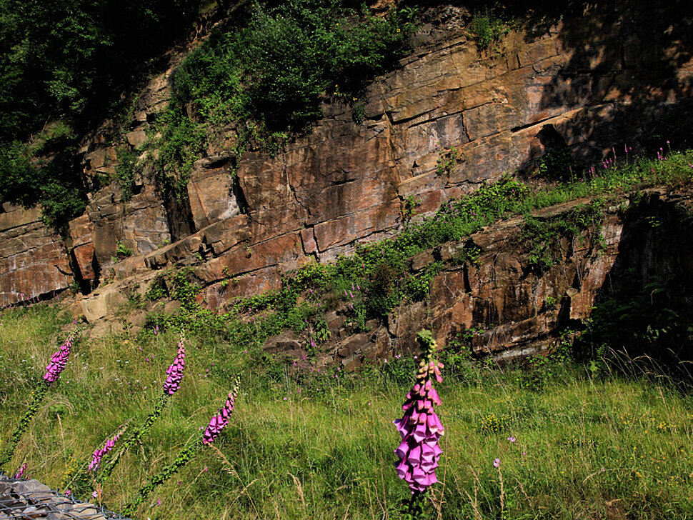 Fingerhut vor Sandsteinwand