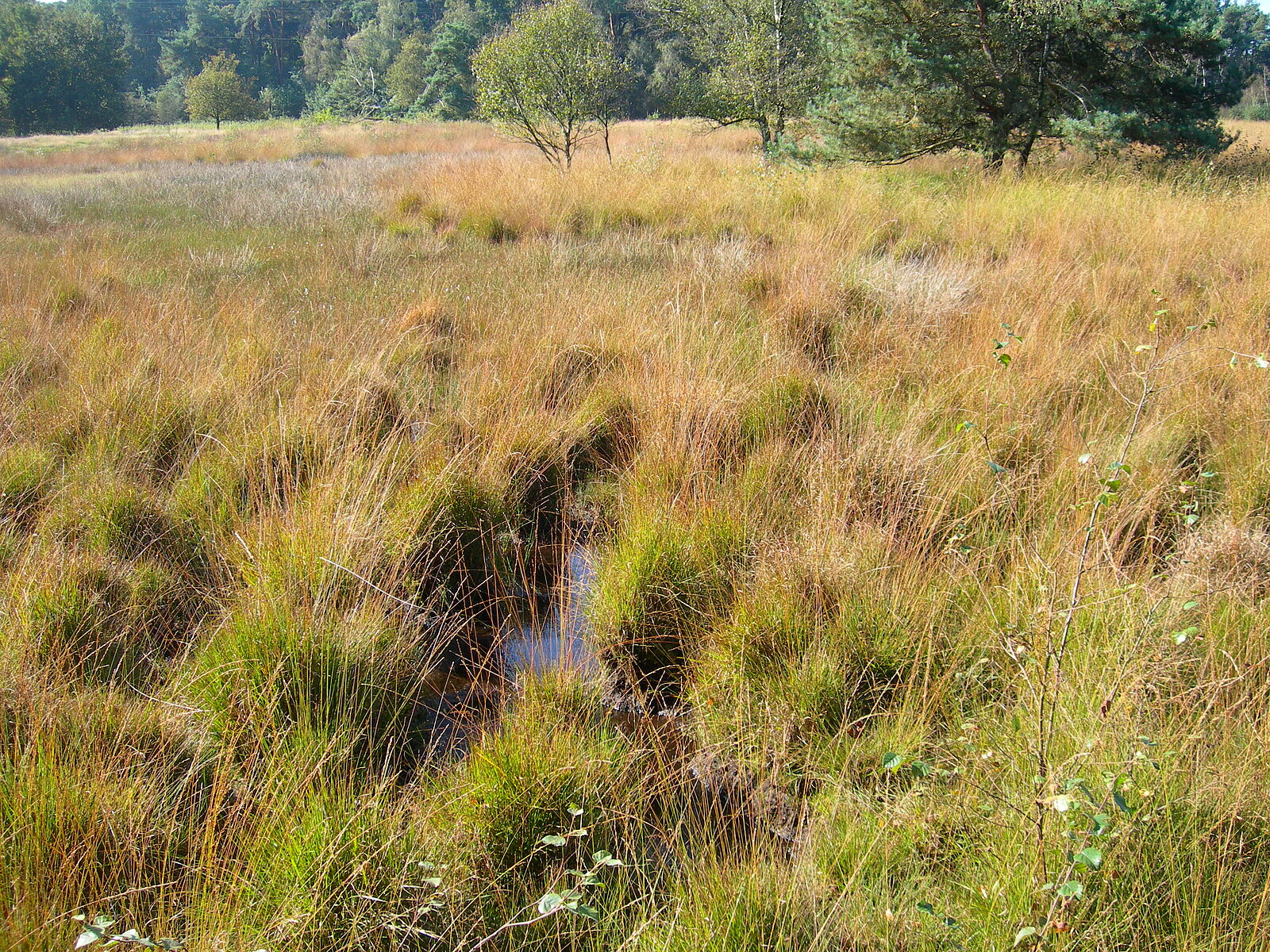Moorlandschaft