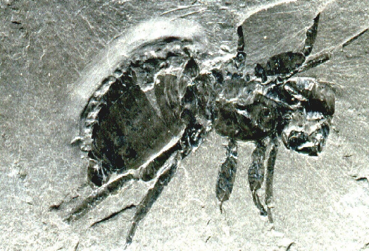 Fossil eines Gliedertieres ohne Flügel