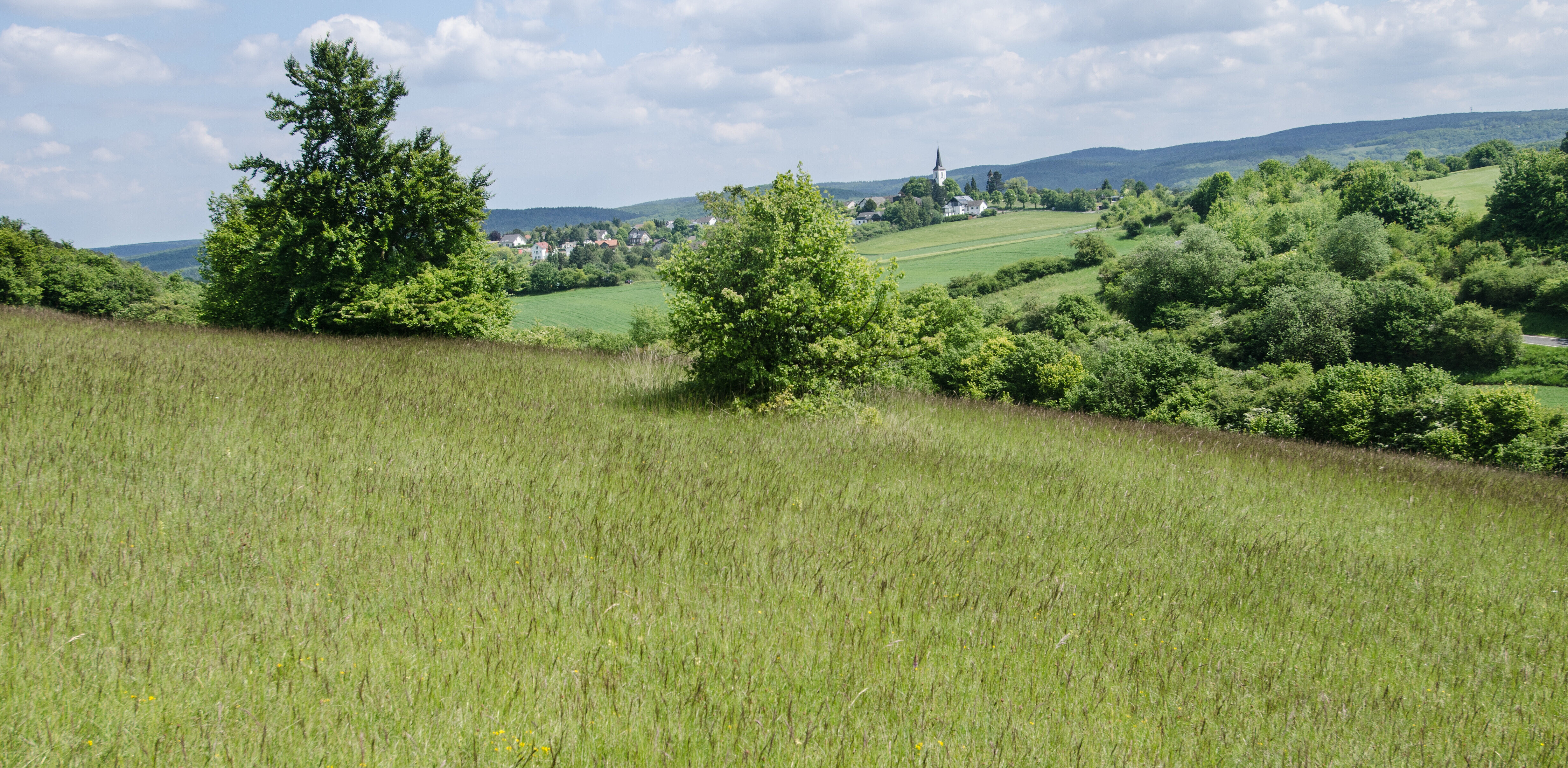 Ungemähte Wiese im Mittelgebirge