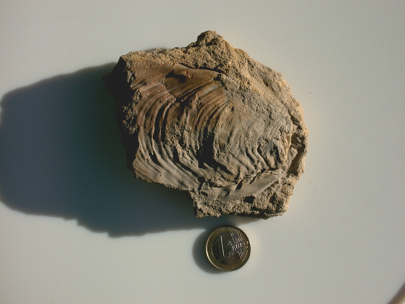 Etw 8 cm großes Muschelfossil in Sandstein