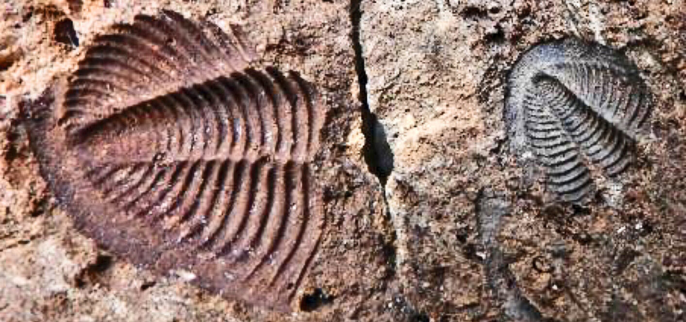 Fossil gegliedertes Tier