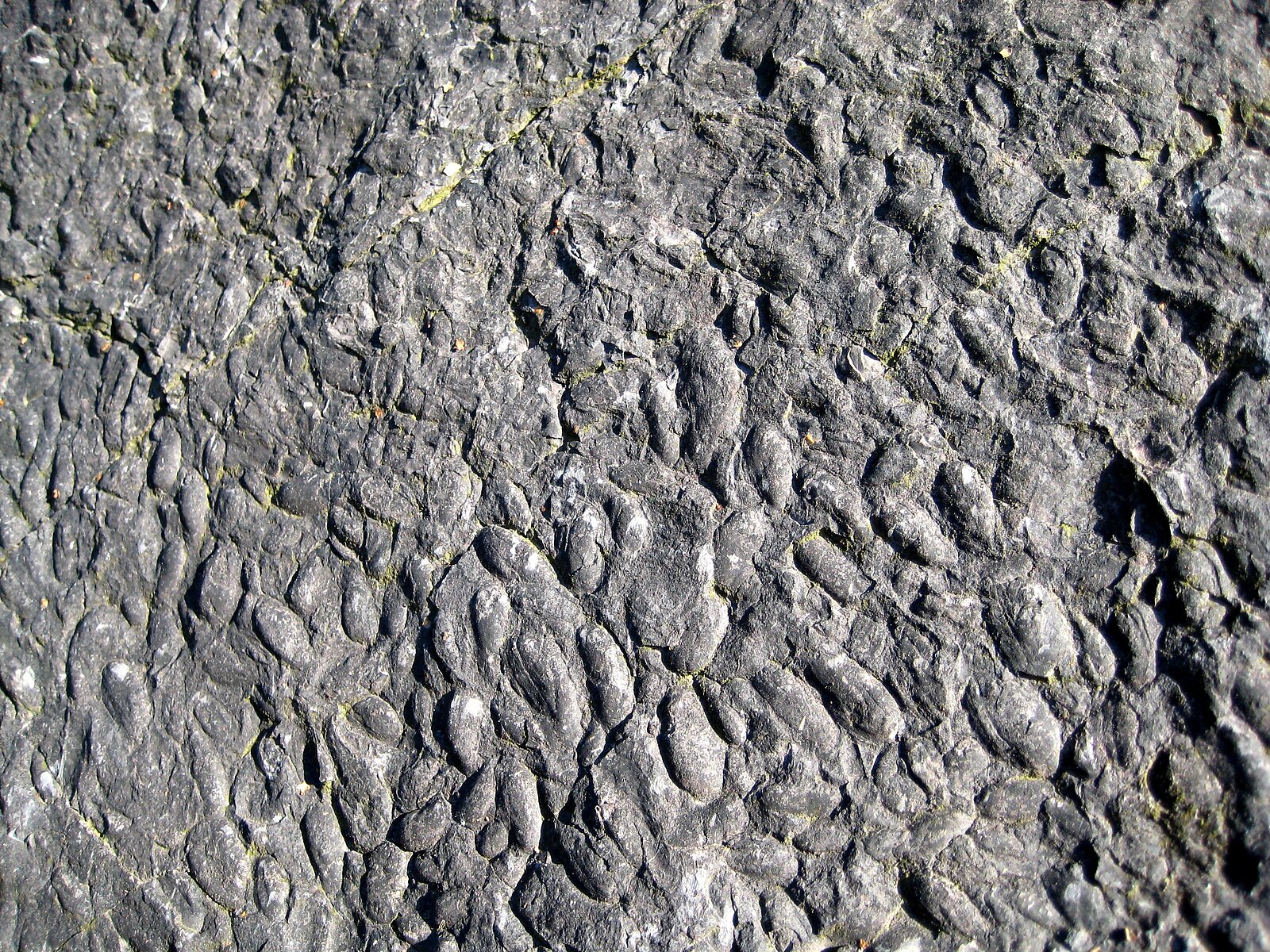 Muschelabdrücke auf dunklem Gestein.