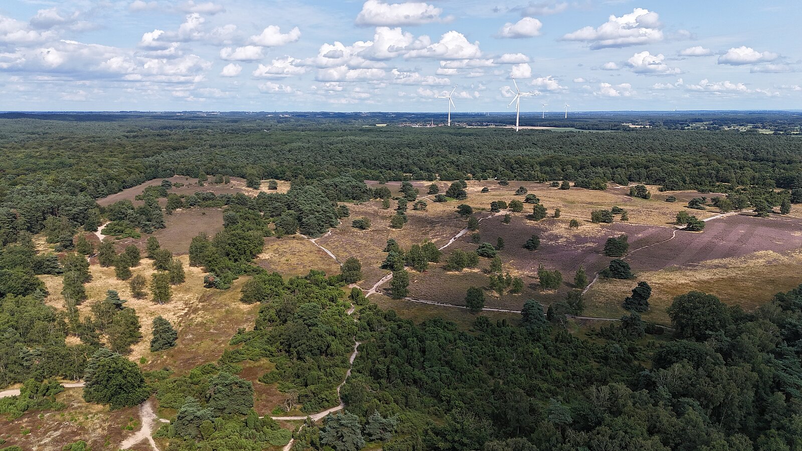 Luftbild der blühenden Heide