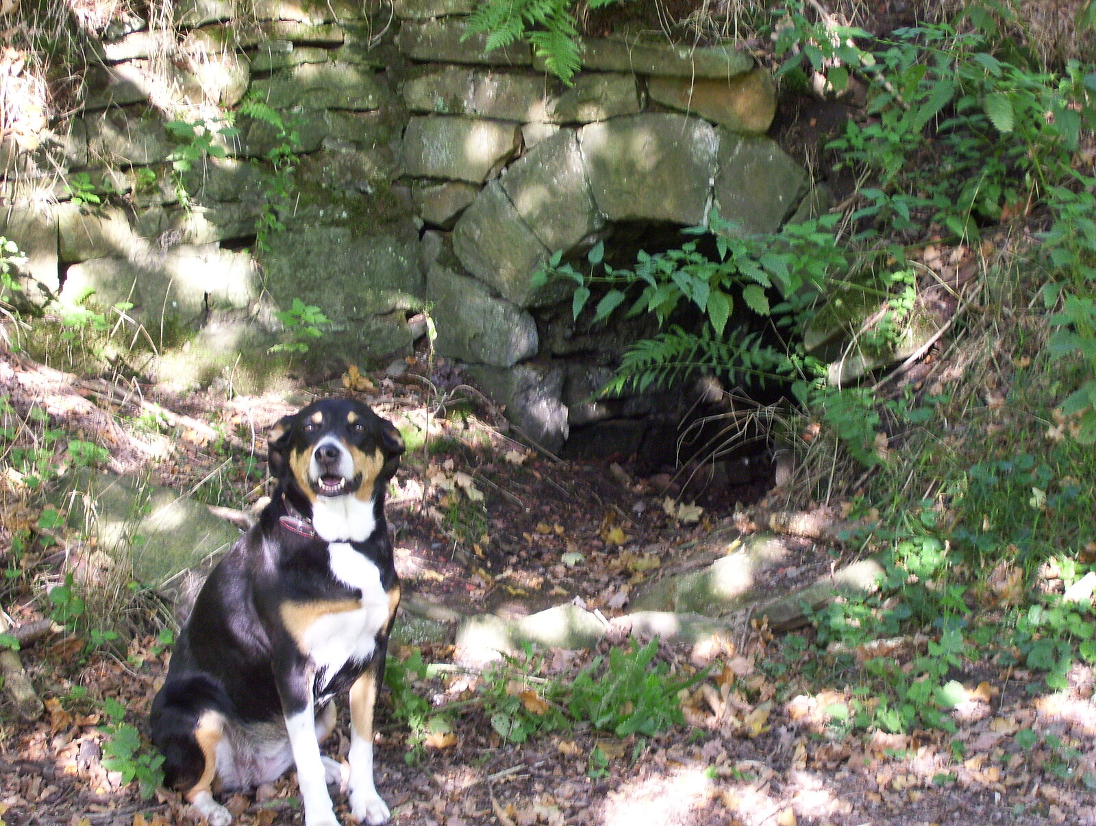Hund vor Stollenmundloch