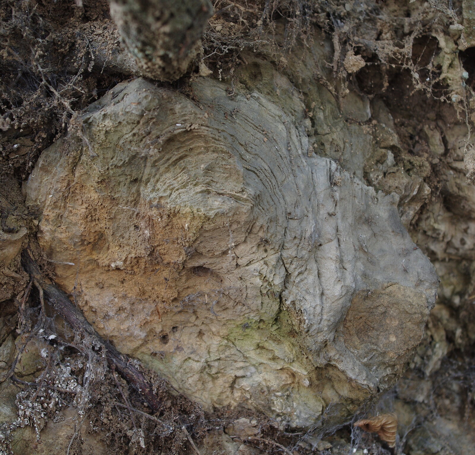 Rundliches Fossil