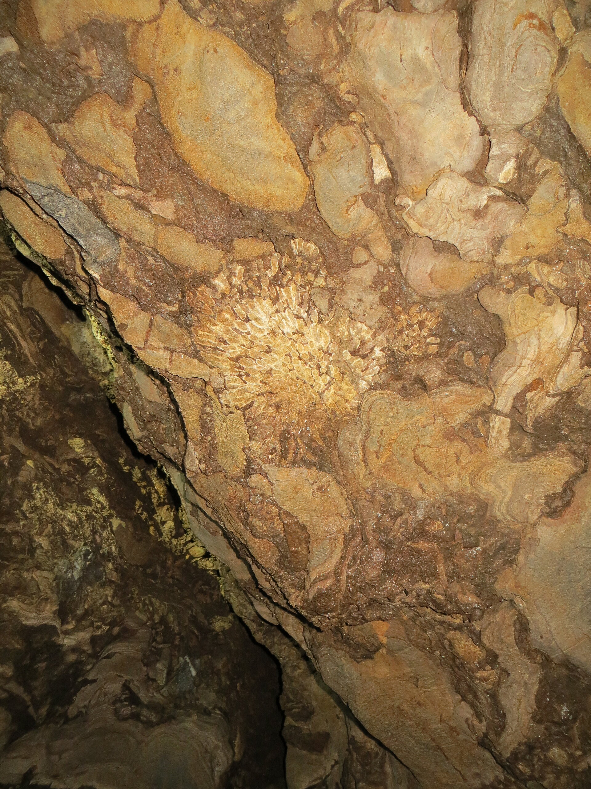 Stromatoporen und Korallenfossil an Höhlenwand