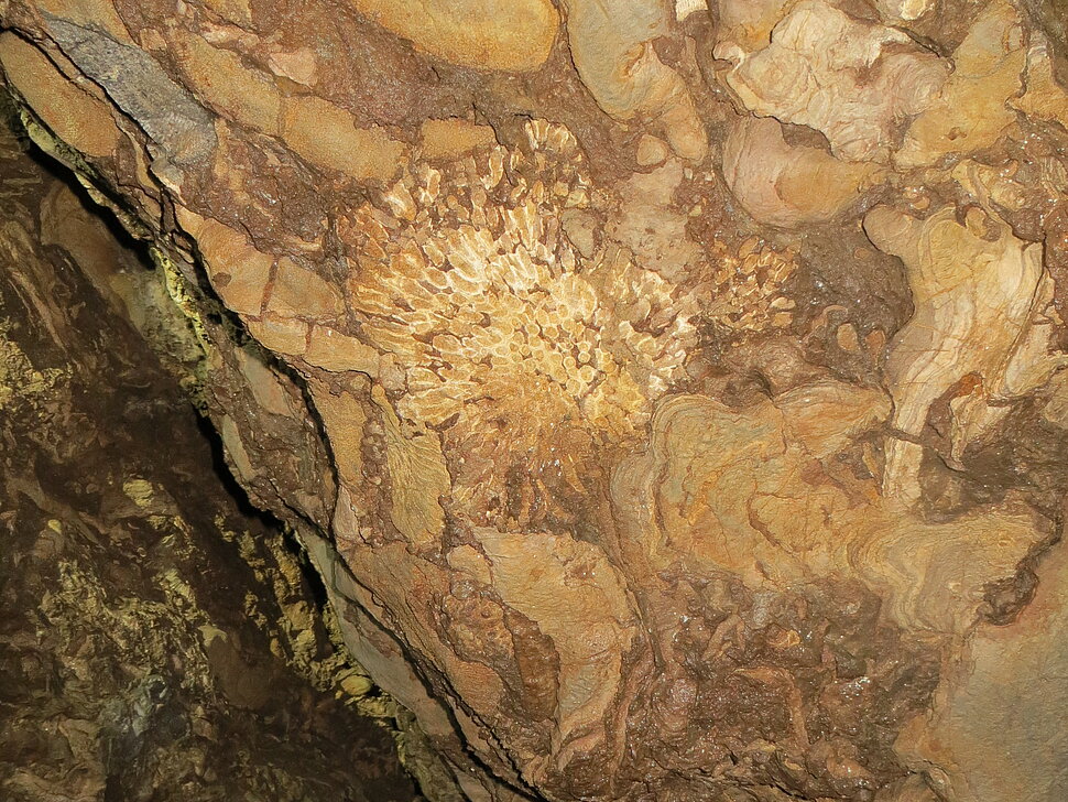 Stromatoporen und Korallenfossil an Höhlenwand