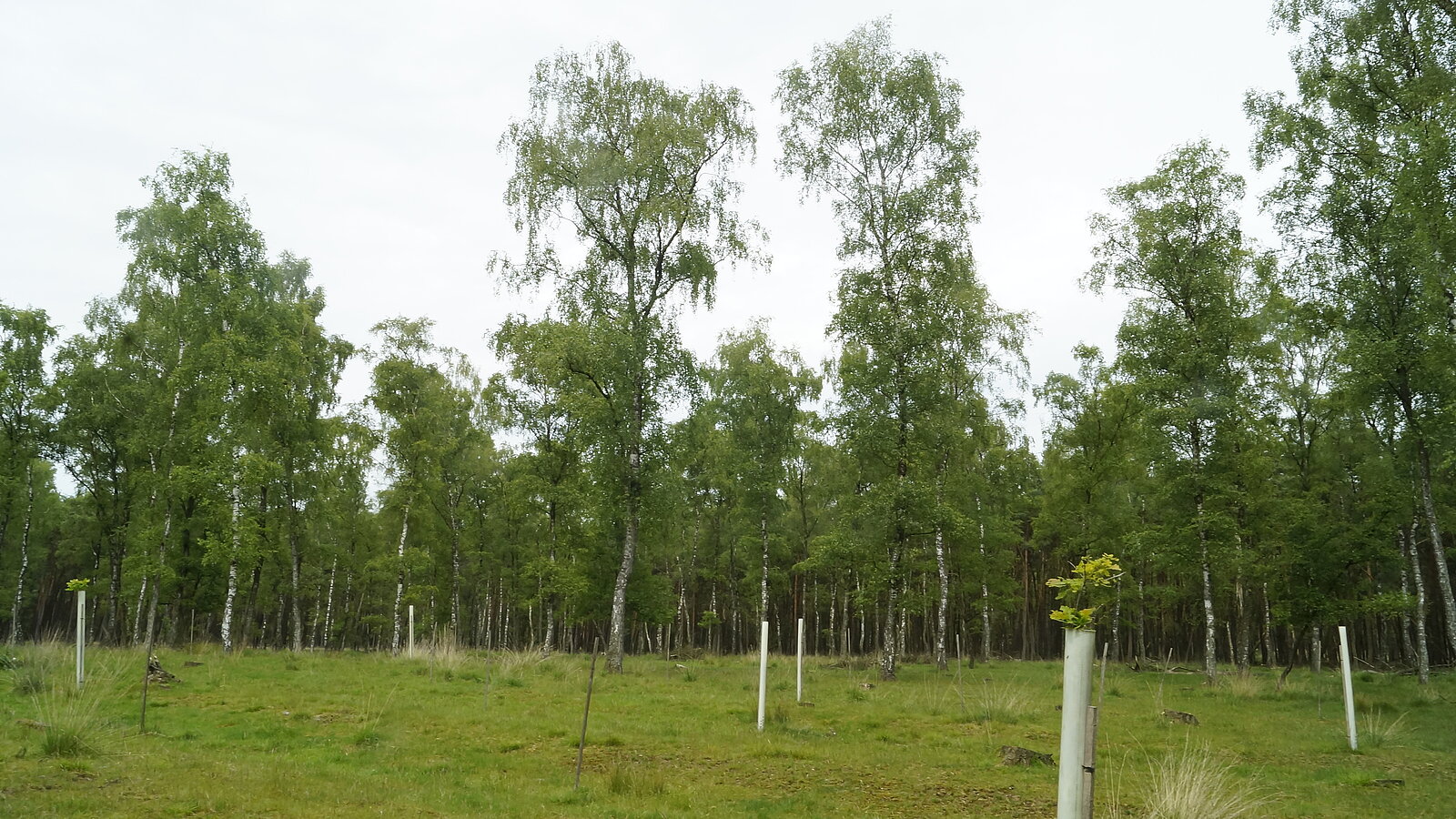 Infotafel zum Thema Findlinge