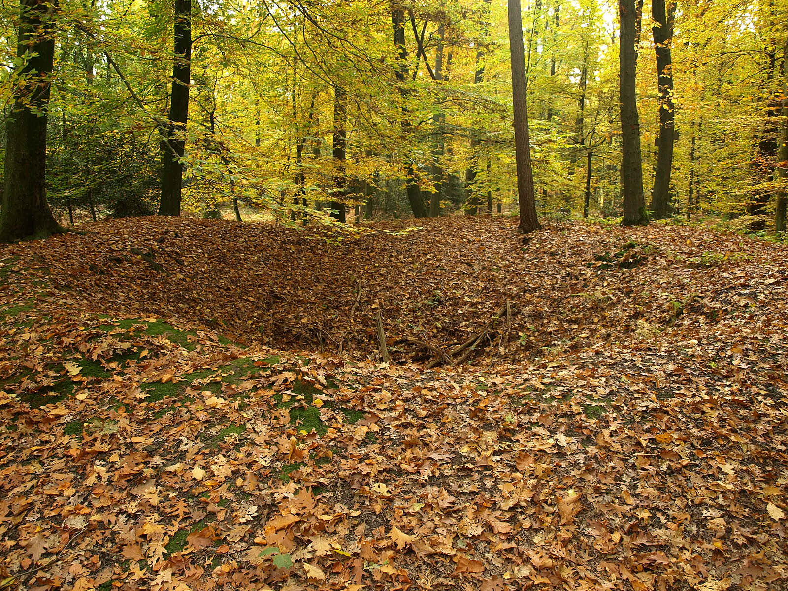 Mulde im Waldboden