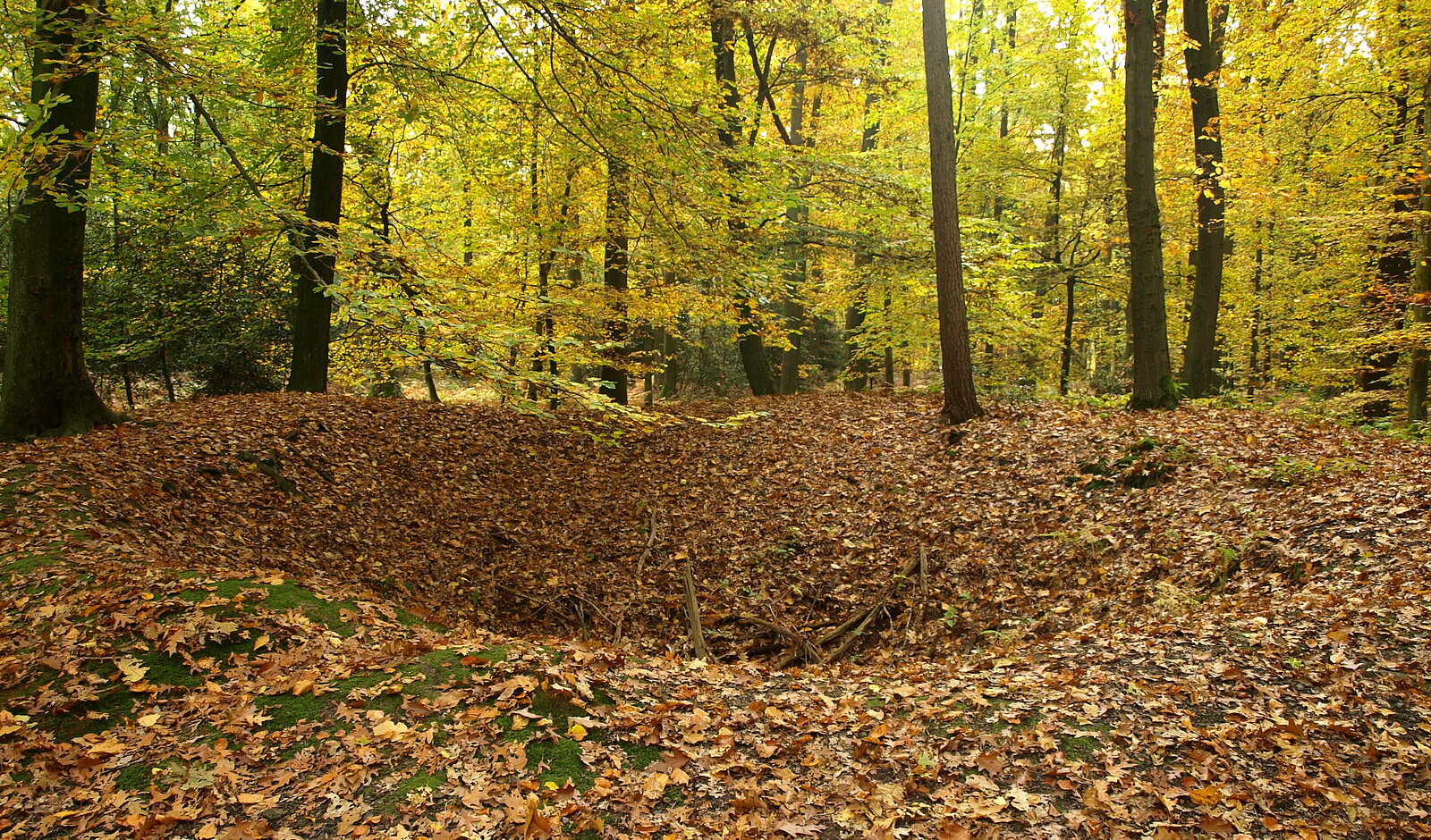 Mulde im Waldboden