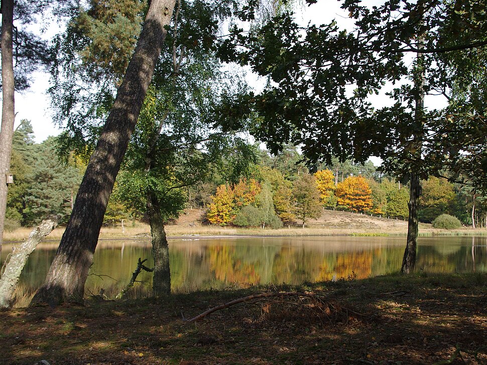 Dinkles Gewässer in Herbstwald