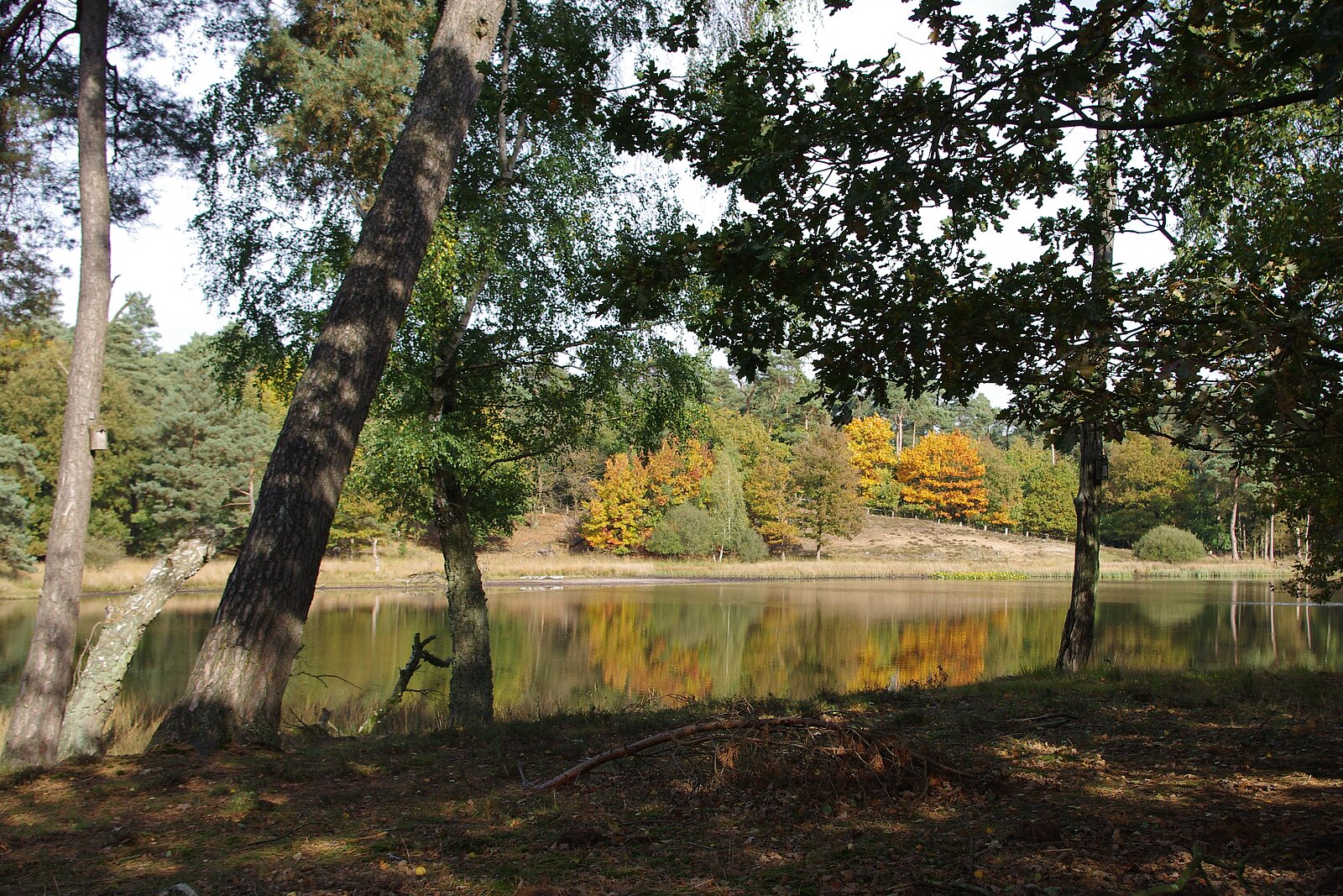 Dinkles Gewässer in Herbstwald
