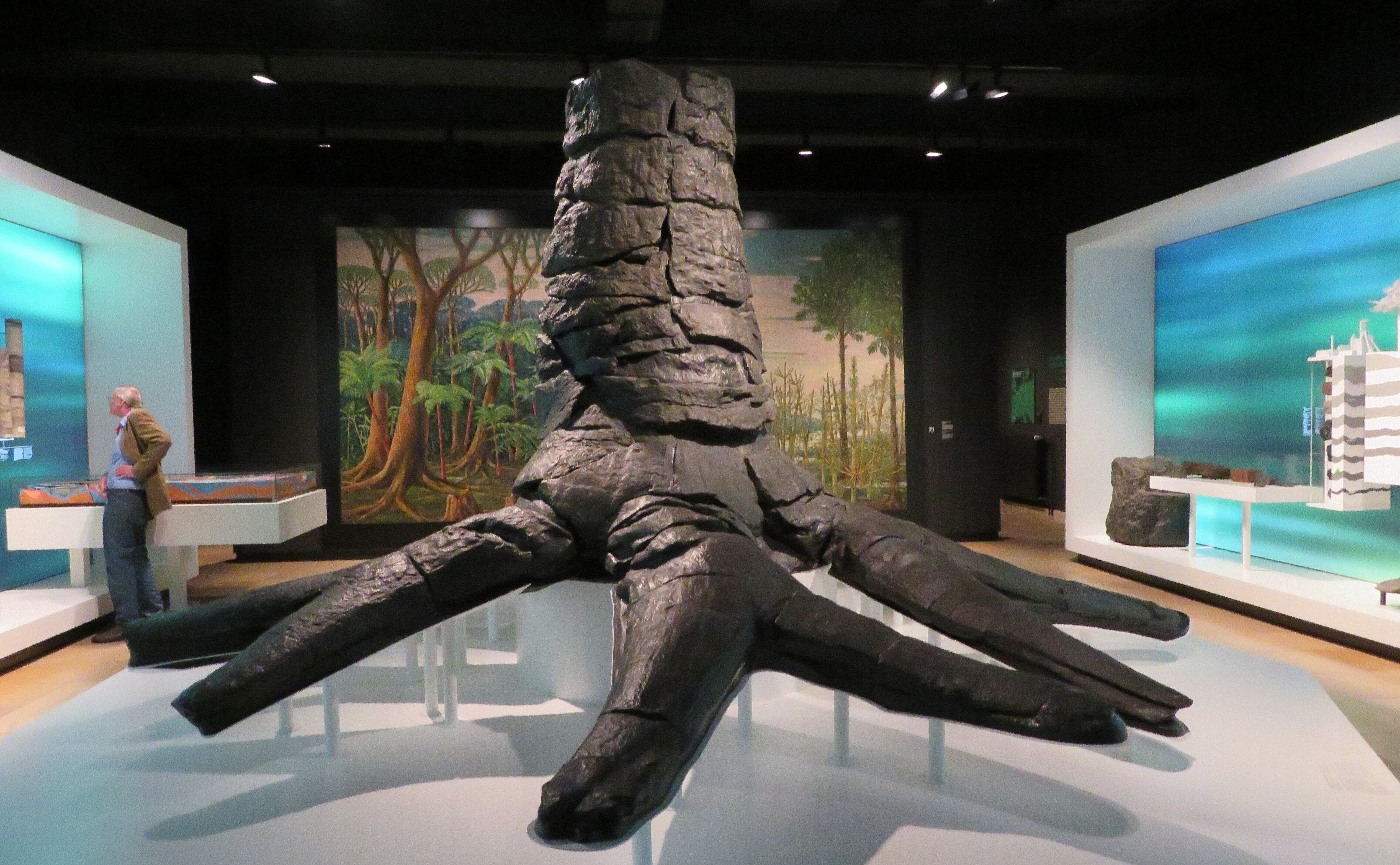 großer fossiler Baumstamm mit Wurzeln im Museum