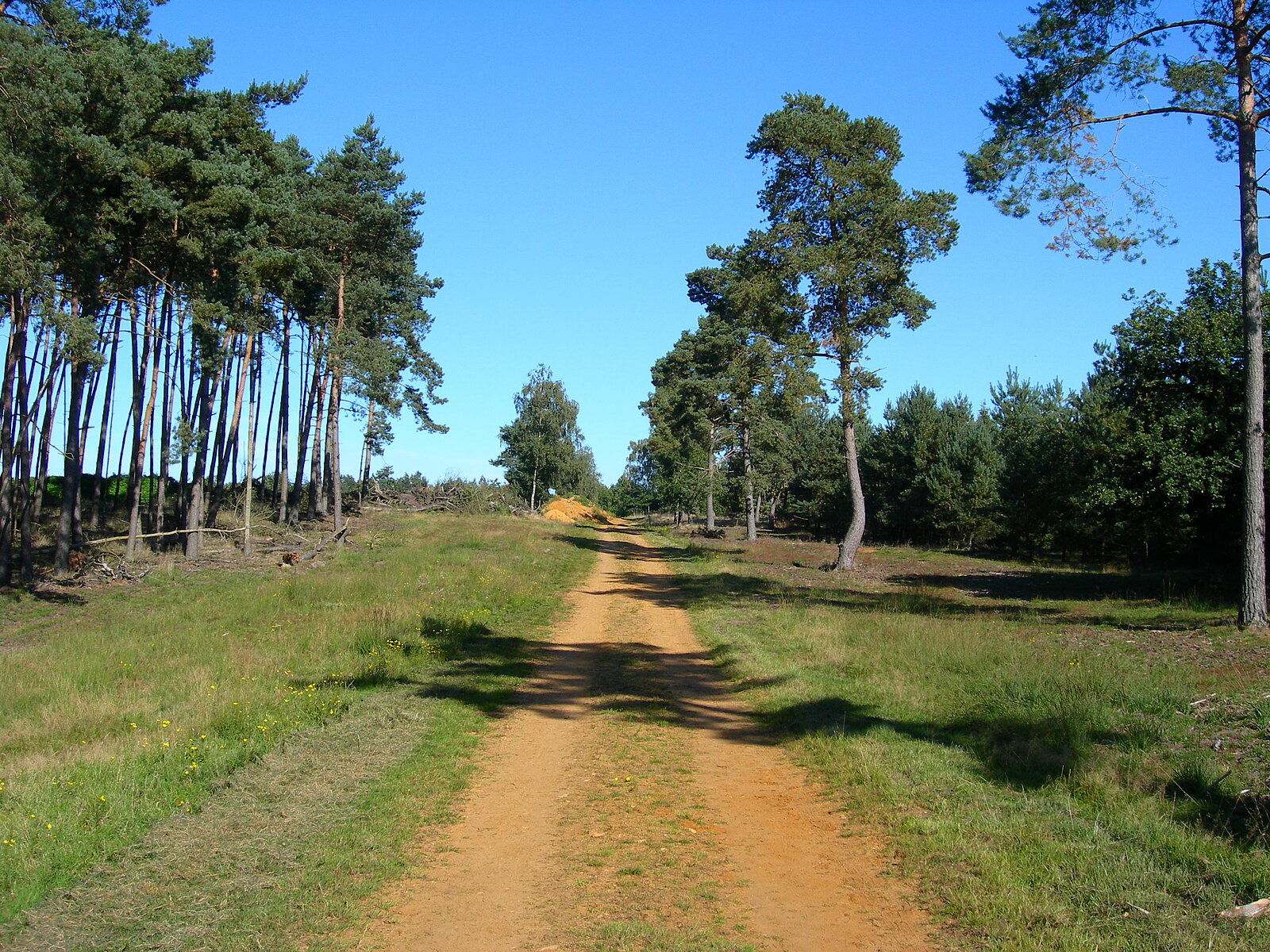 Roter Sandweg durch lockeren Kiefernwald