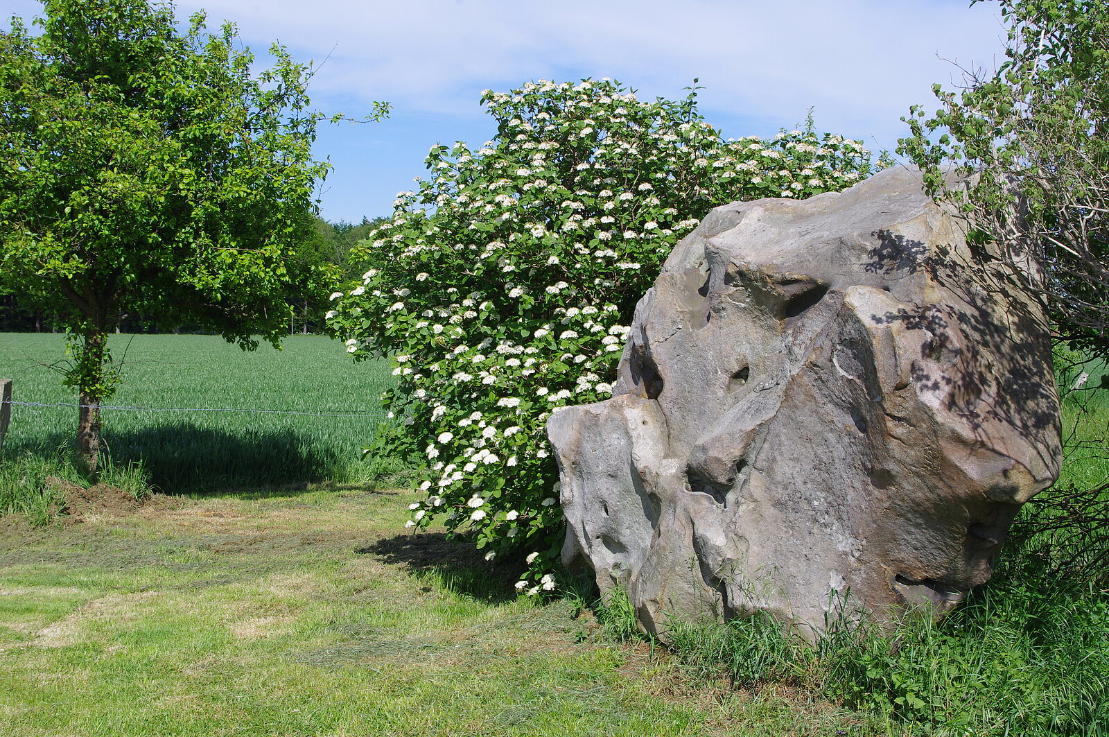 Großer Felsblock vor blühendem Strauch