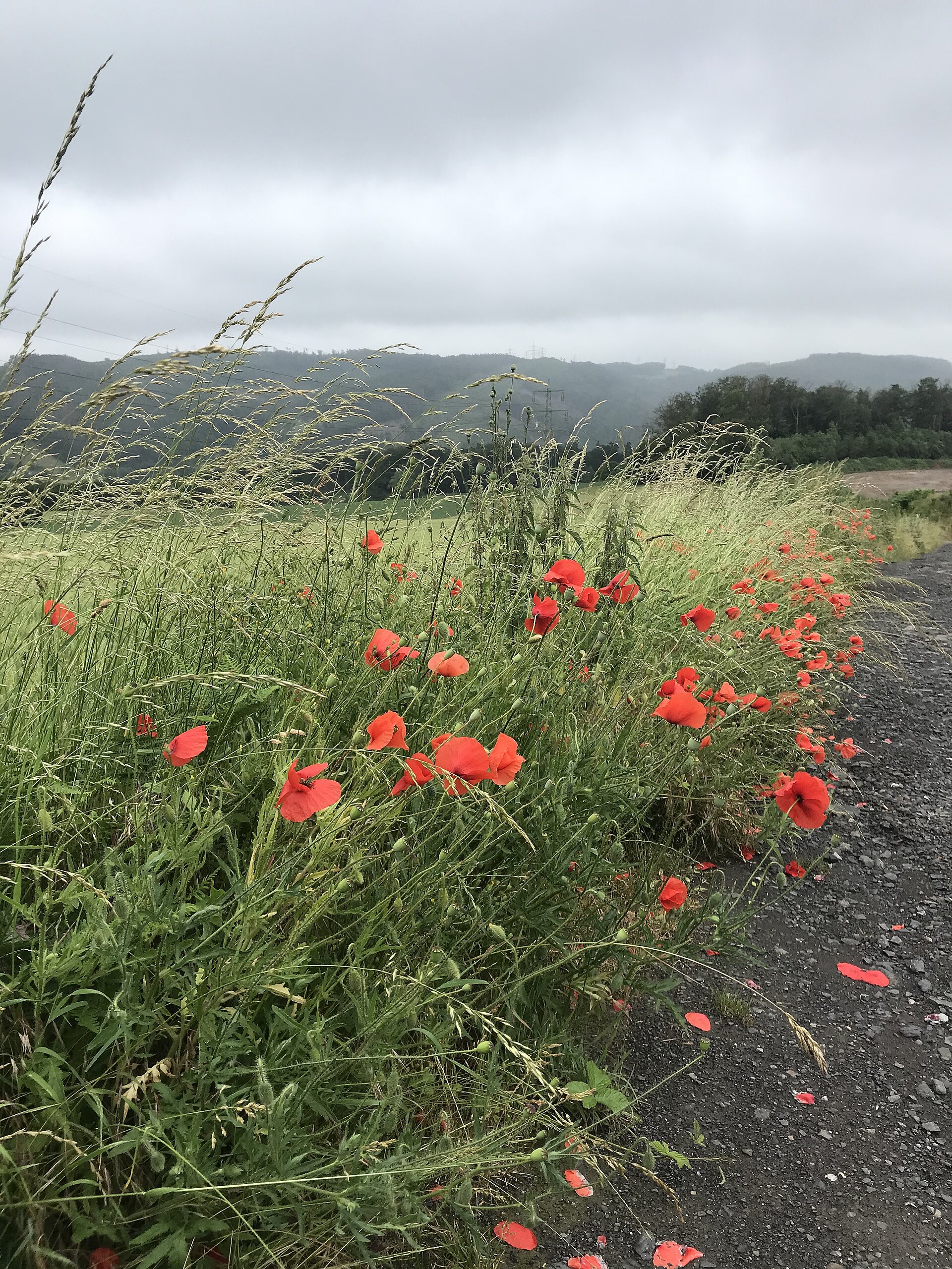 Rote Blumen