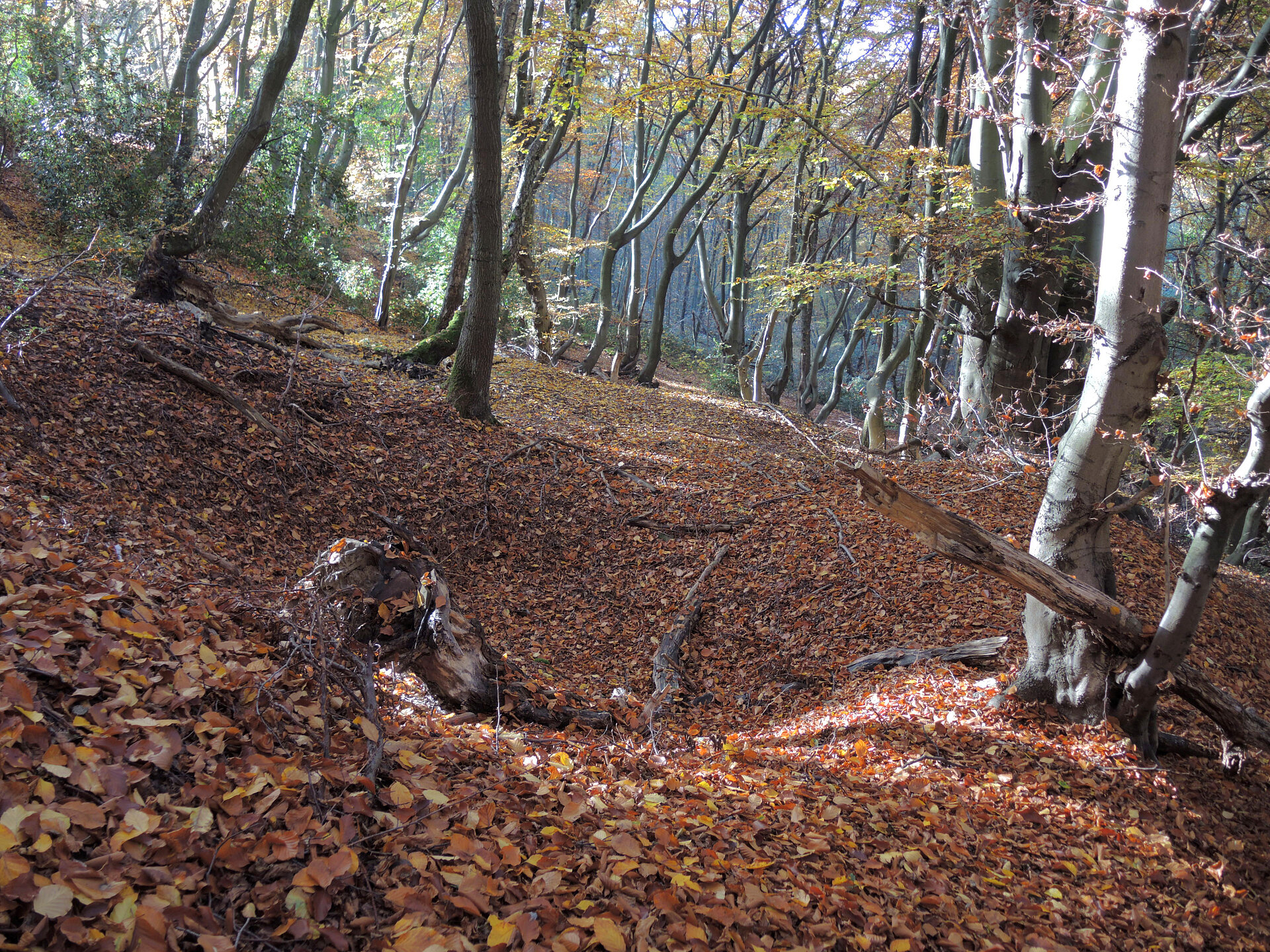 Kuhle im Waldboden