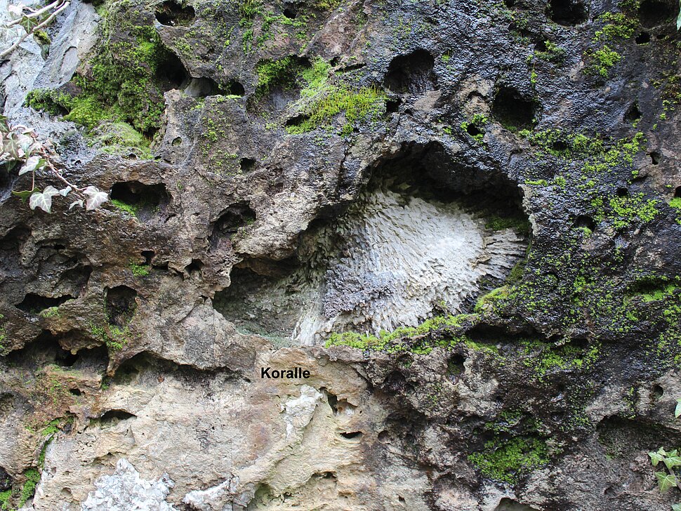 Abdruck einer Koralle in einer Felswand.