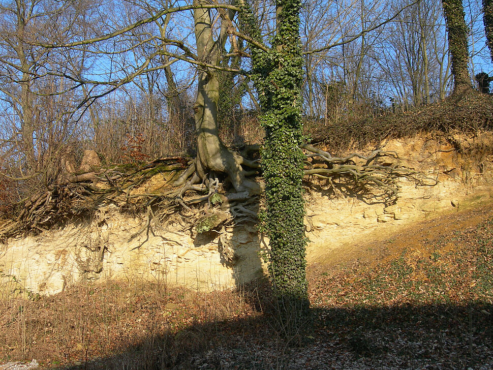 Schmaler Aufschluss mit hellgelben Gesteinen im Wald mit Baumwurzeln