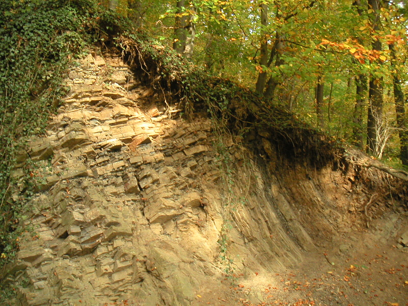 Größerer Aufschluss  im Wald