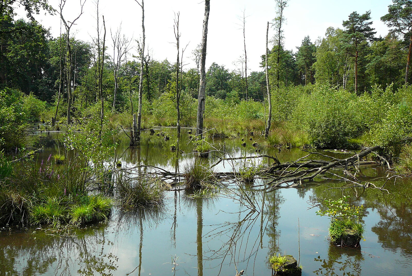 Weihnachtssee im Sommer, Kirchheller Heide, 30.07.2008