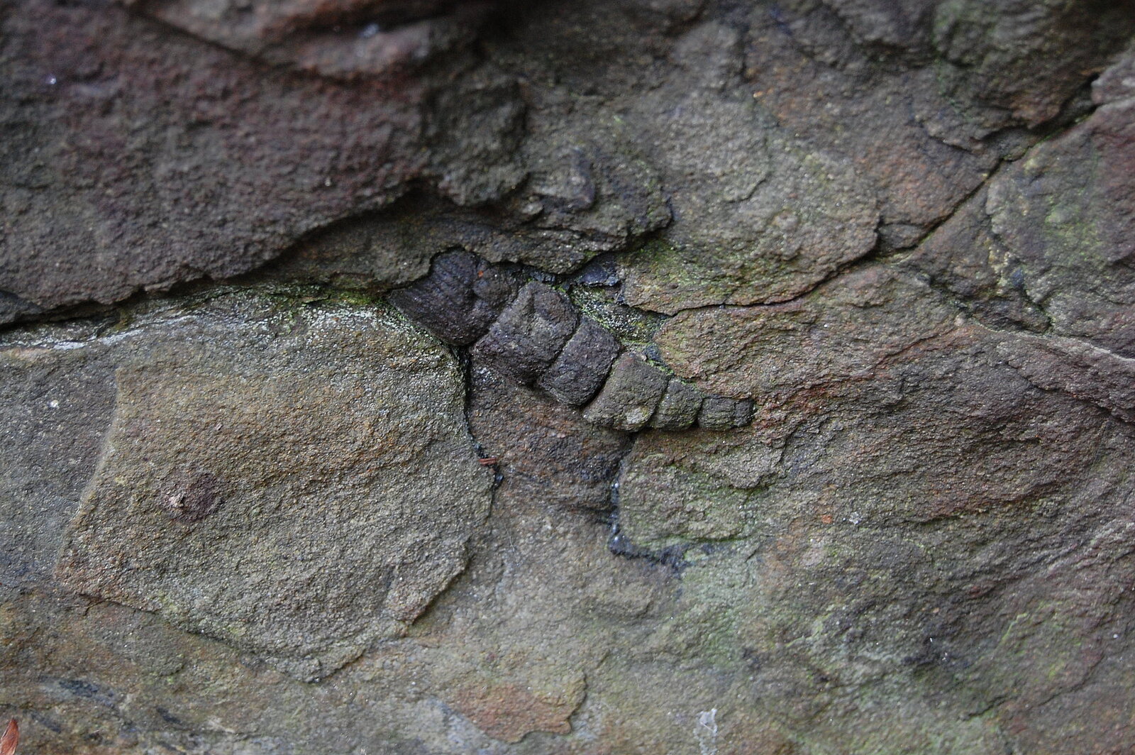 Fossil in Felswand