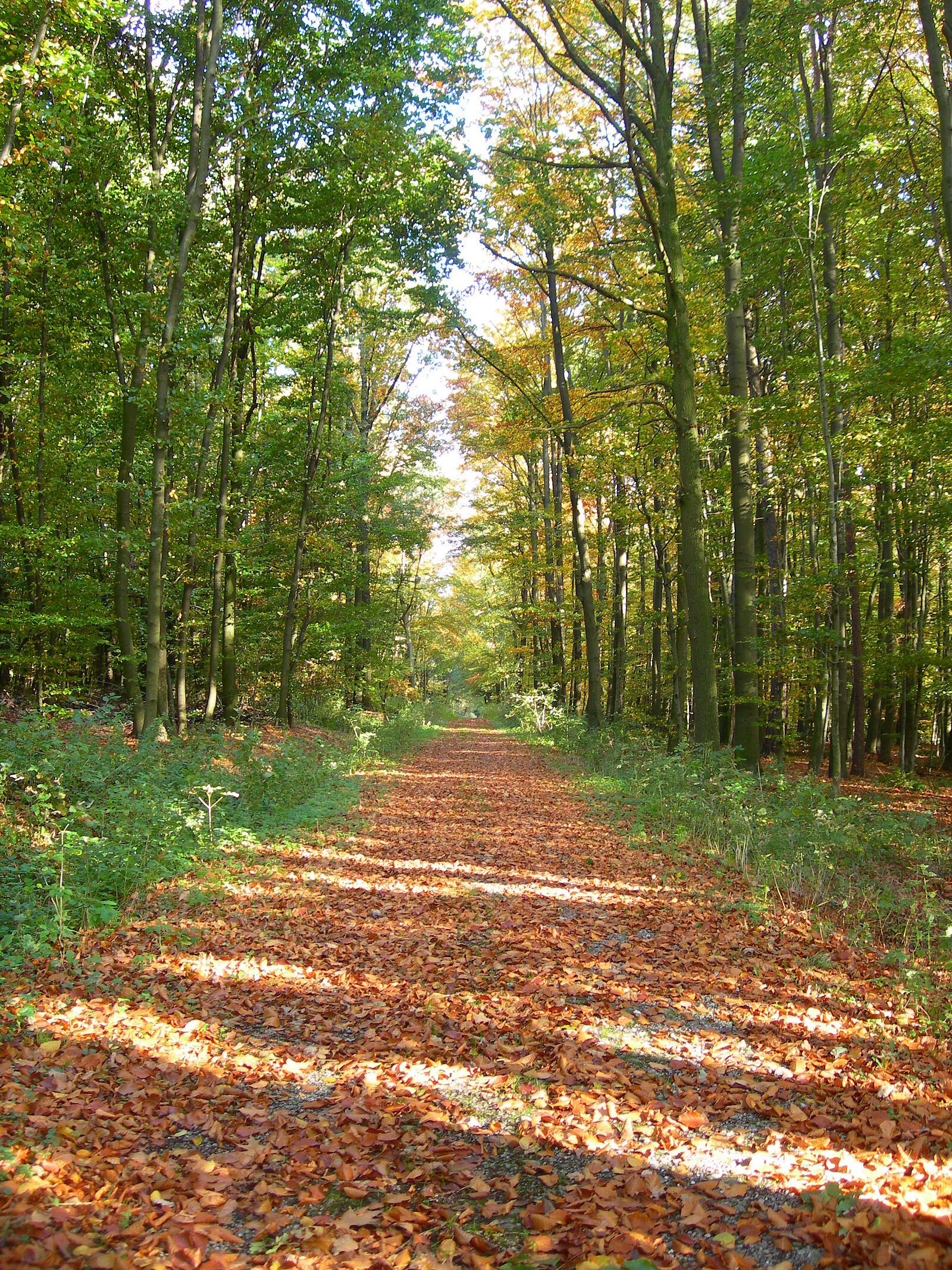 Waldweg