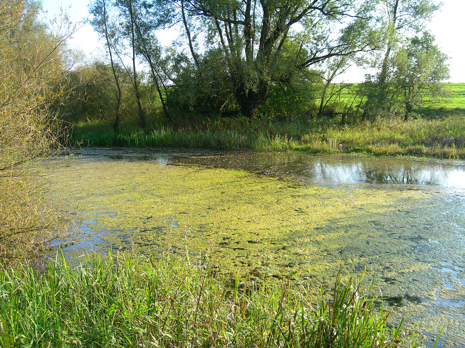 Wasserpflanzenbedeckte Wasserfläche