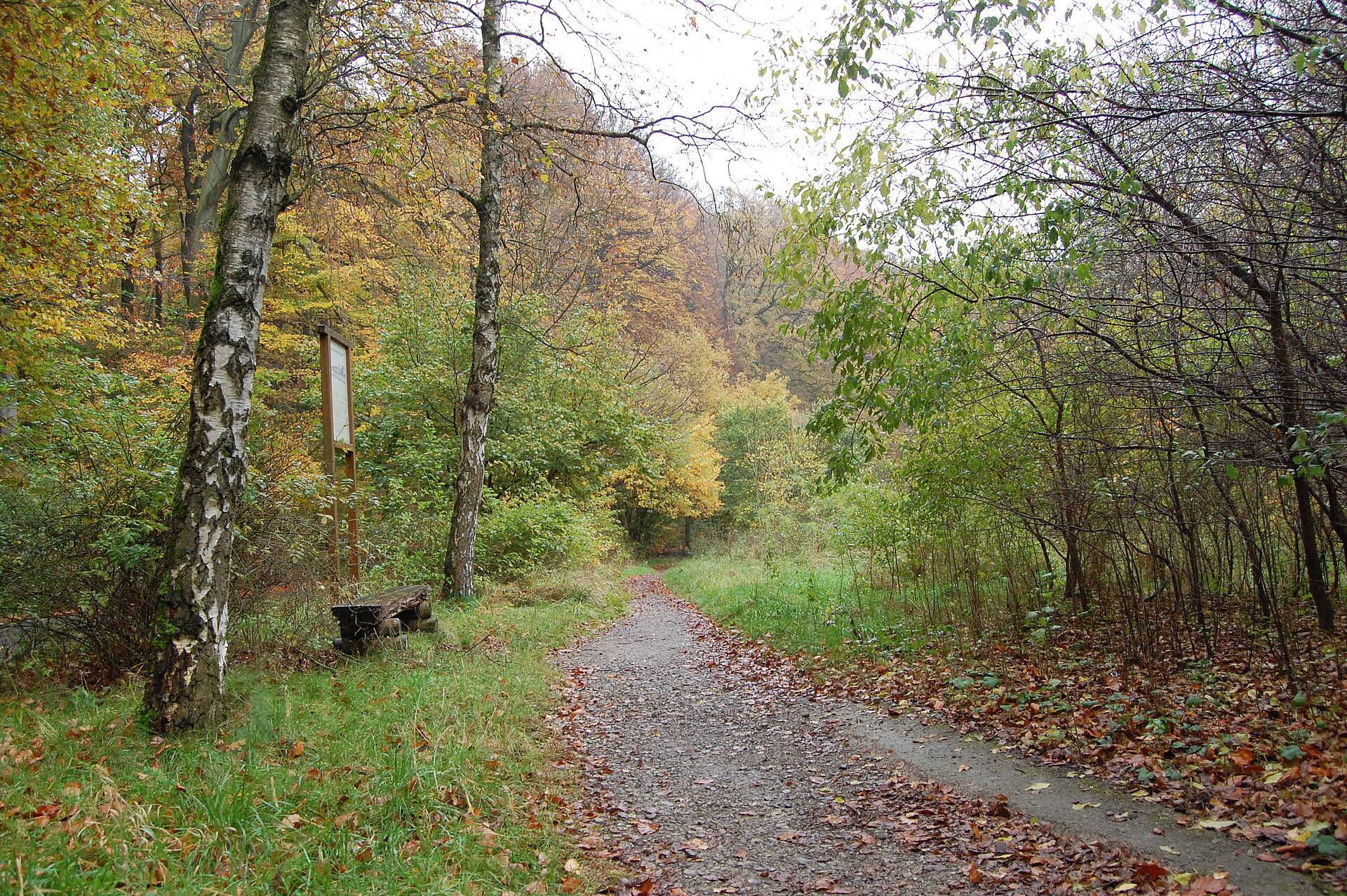 Wanderweg im Wald