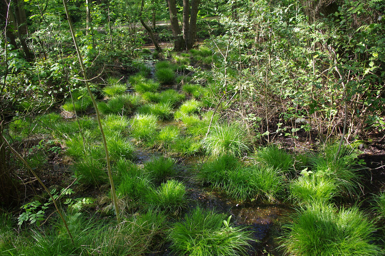 Sumpf mit Grasbüscheln im Wald