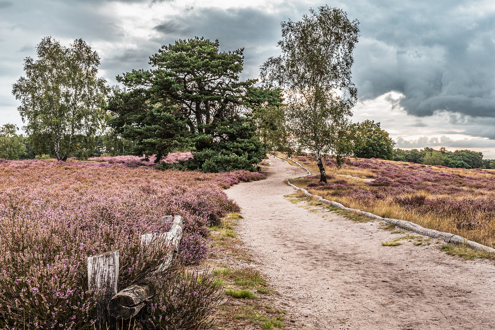 Blühende Heidelandschaft