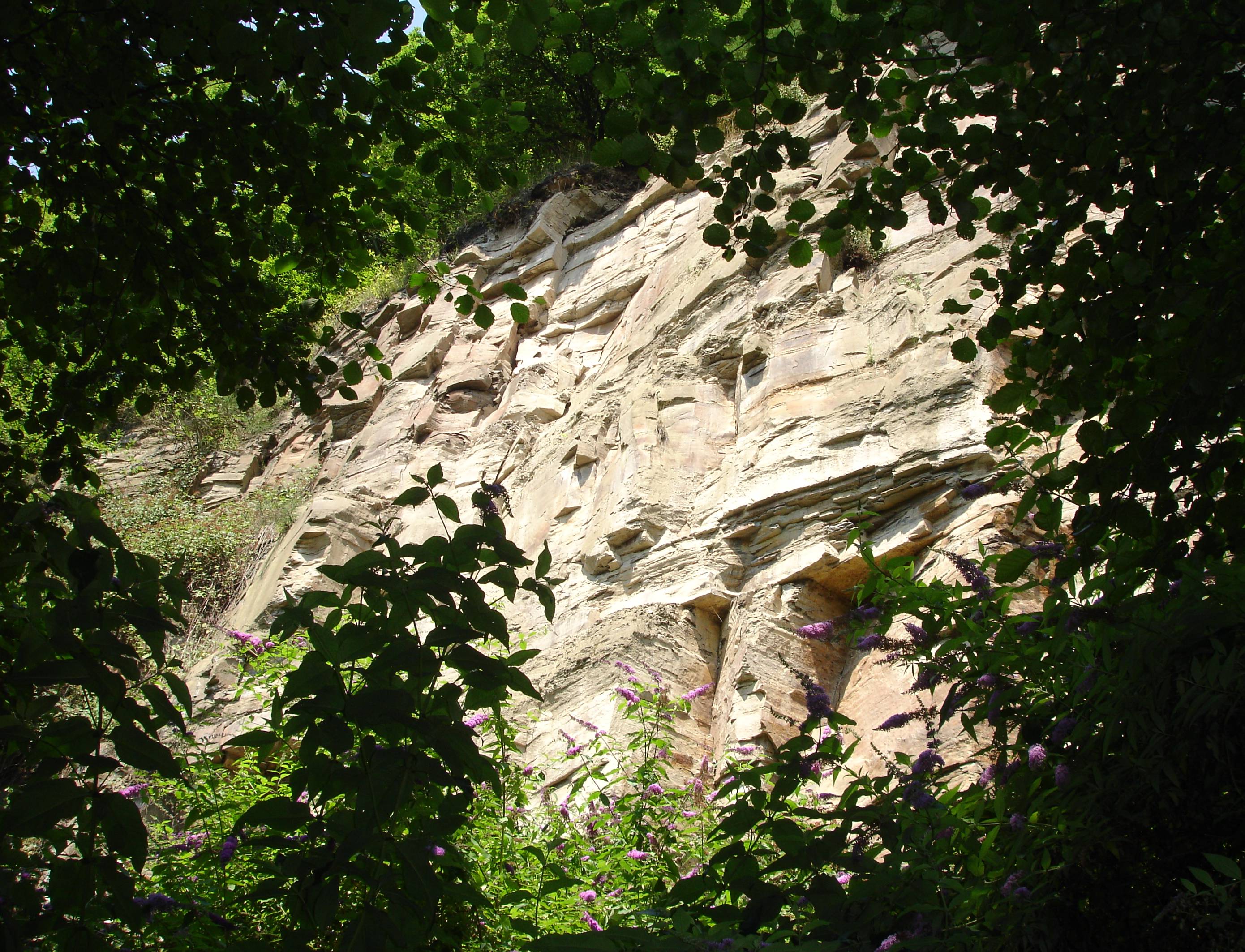 Helle Felswand umrahmt von Bäumen.