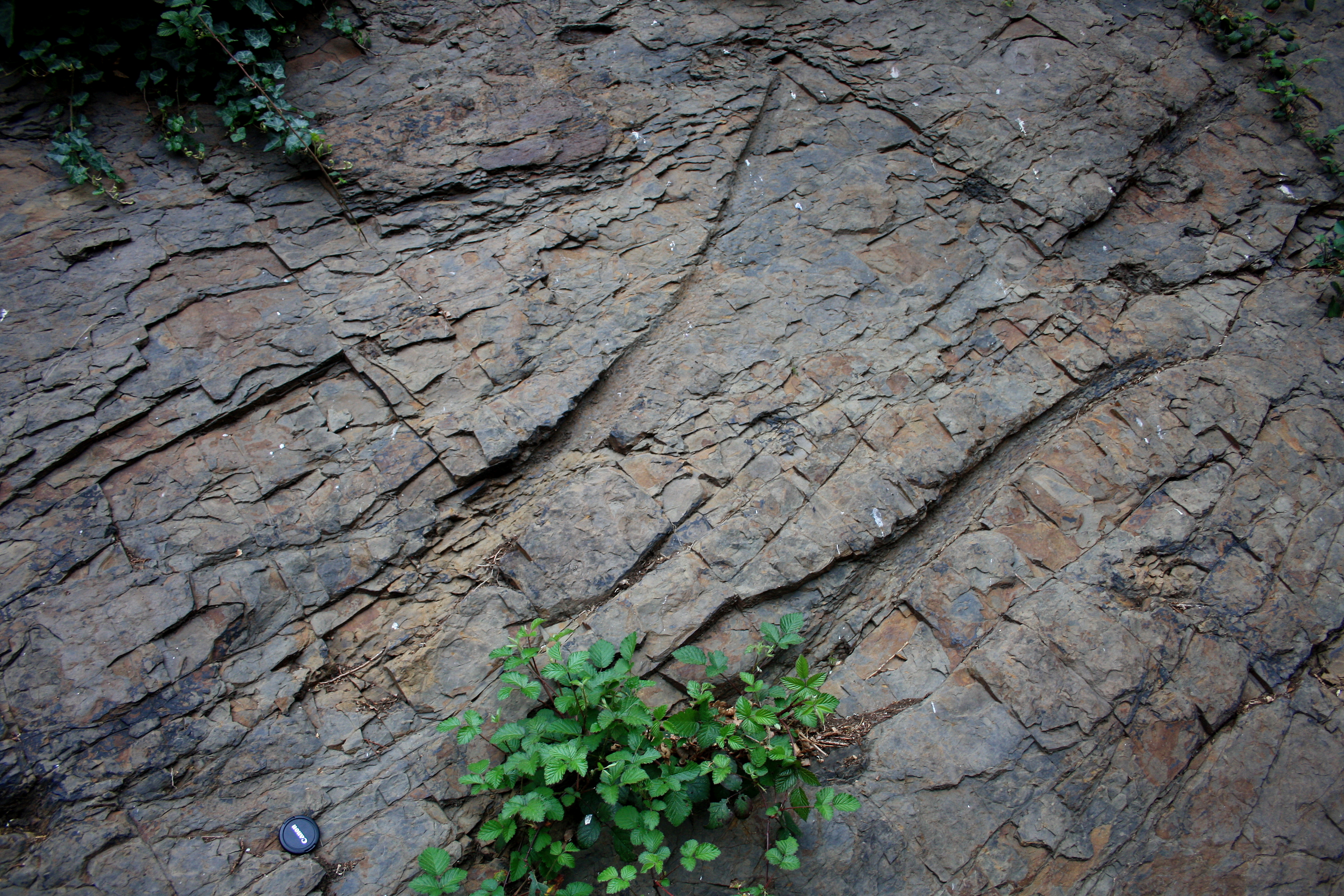 Fossil in Felswand